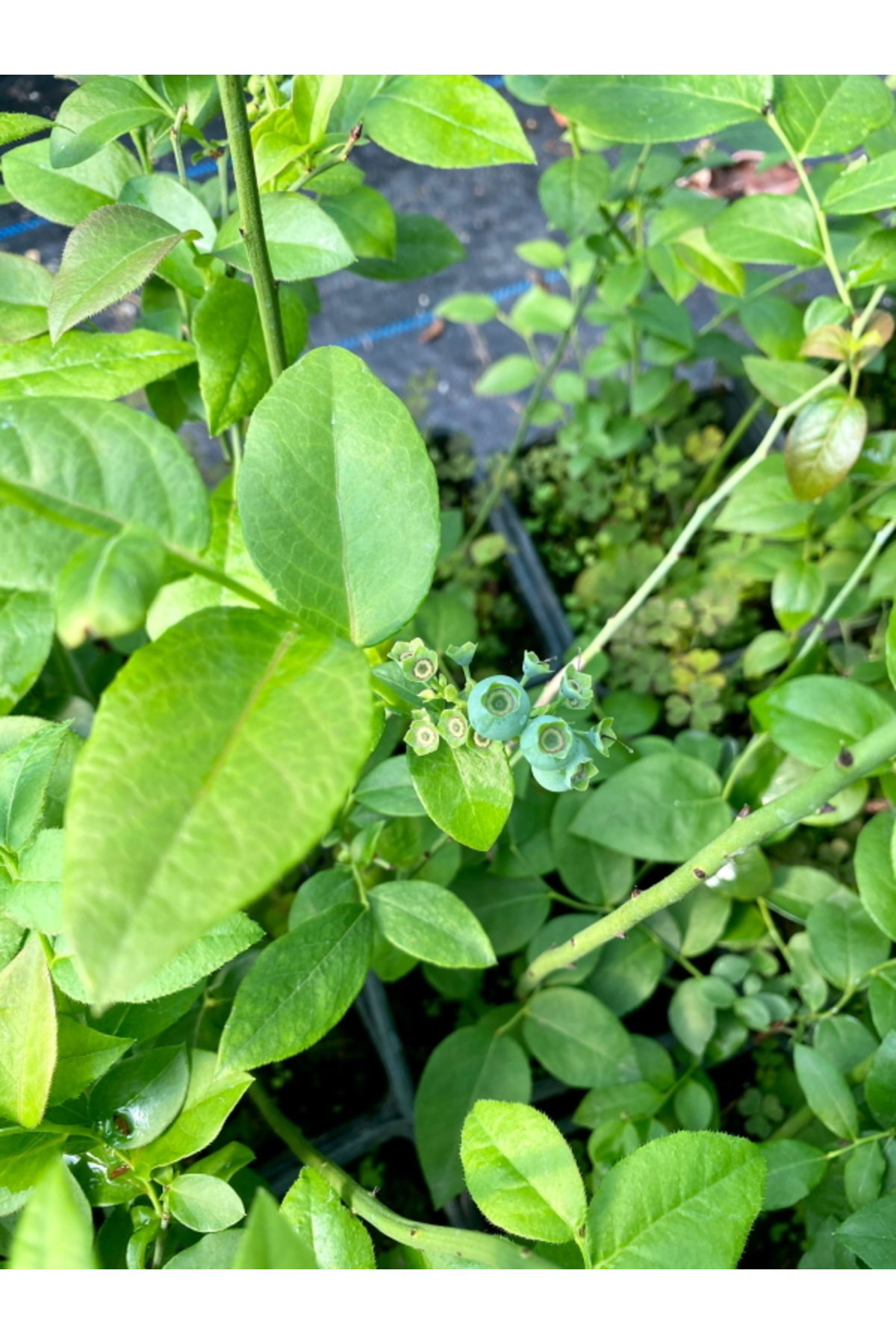 Agrolidya Bluecrop Yaban Mersini Blueberry Fidani