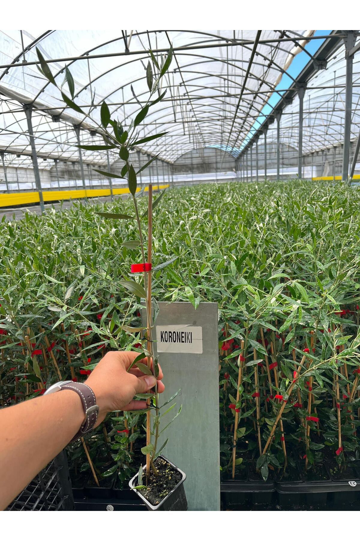 Zeysen Tropikal Bodur Yüksek Verimli Koroneiki Zeytin Fidani 20 40 Cm  10 Adet
