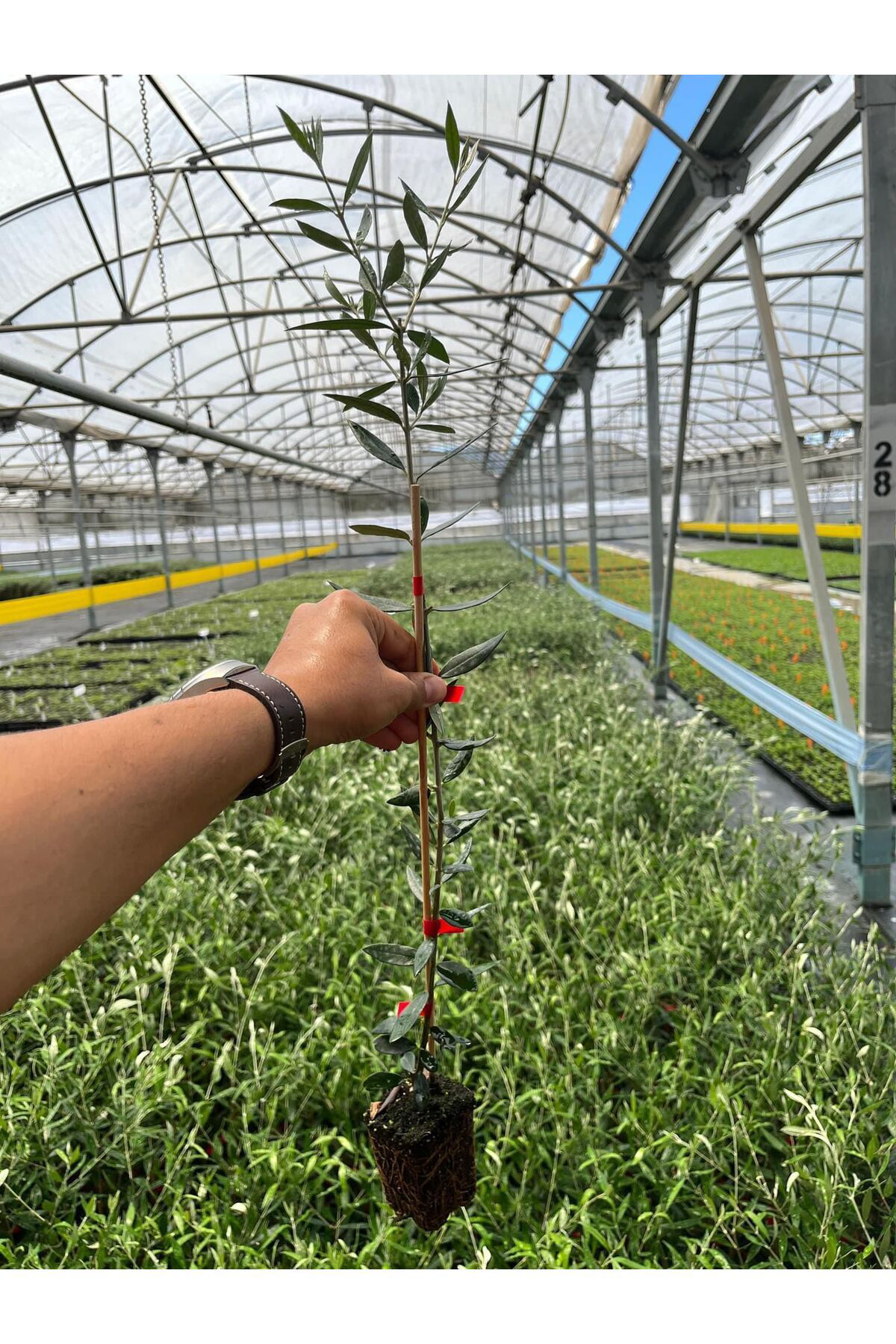 Zeysen Tropikal Bodur Yüksek Verimli Koroneiki Zeytin Fidani 20 40 Cm