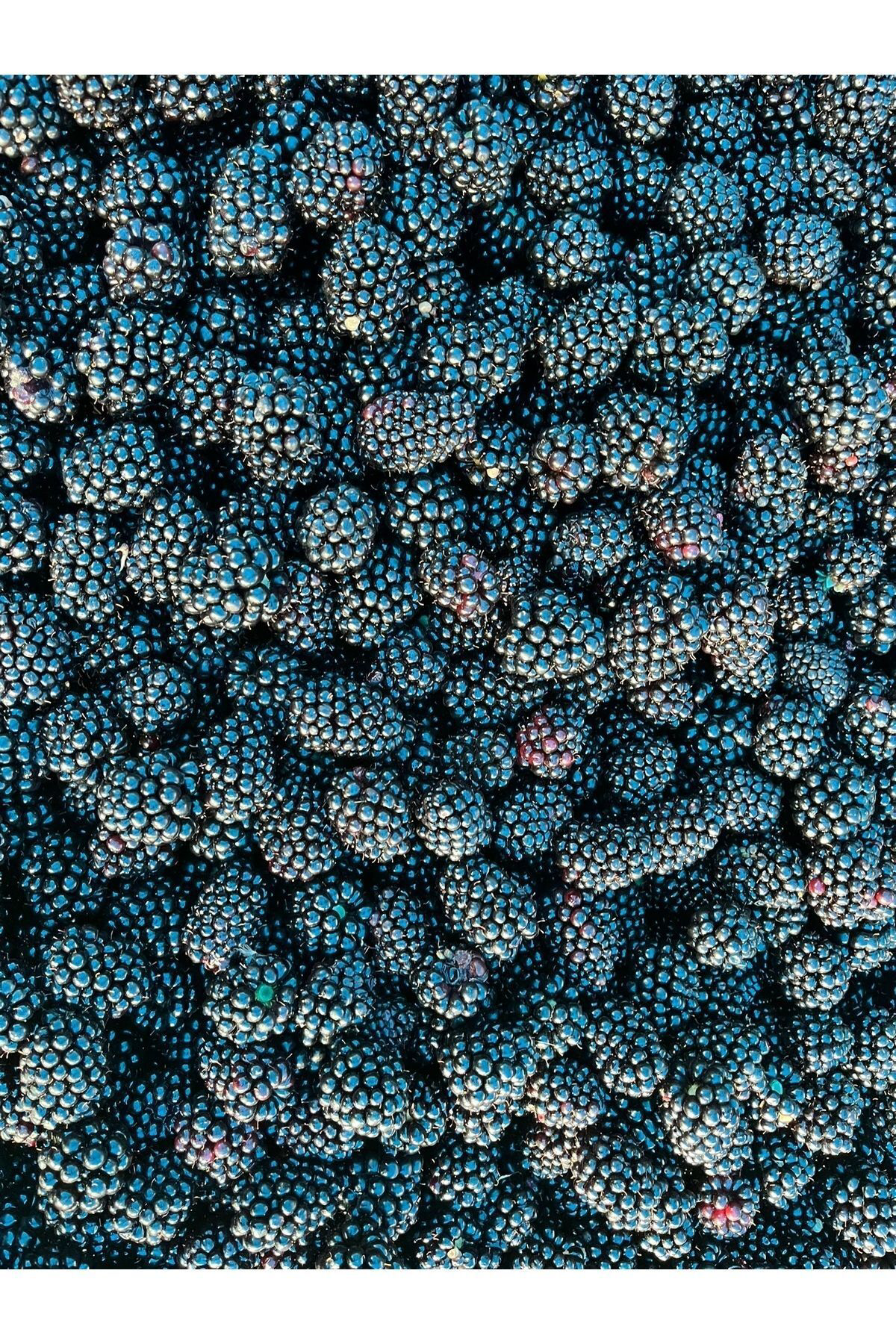 Frosse Böğürtlen Kitiri - Freeze Dried - Üretici Firmadan Dondurularak K