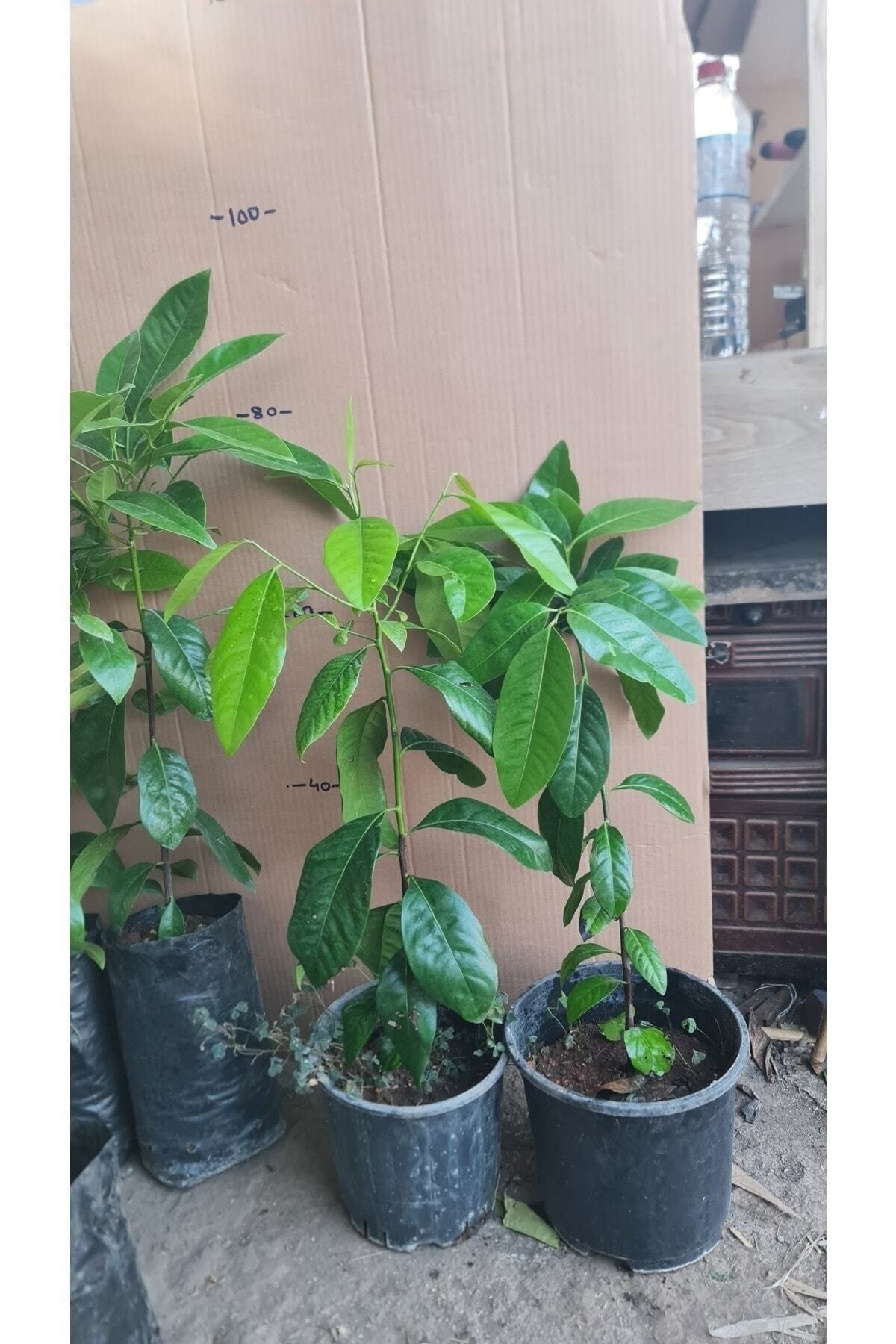 Yağmur Fidancilik Çikolata Fidani Tüplü 60-80 Cm Boy