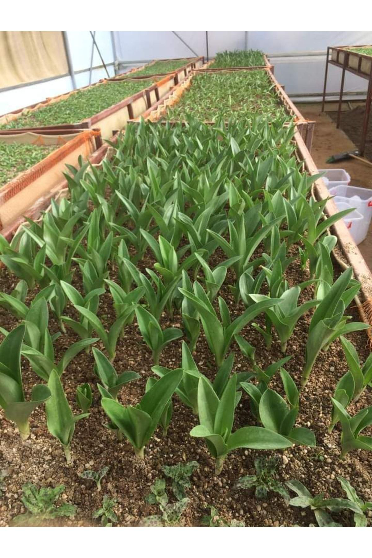 Doruk Fidancilik Doğal Salep Fidesi (25 Adet) 25 Adet
