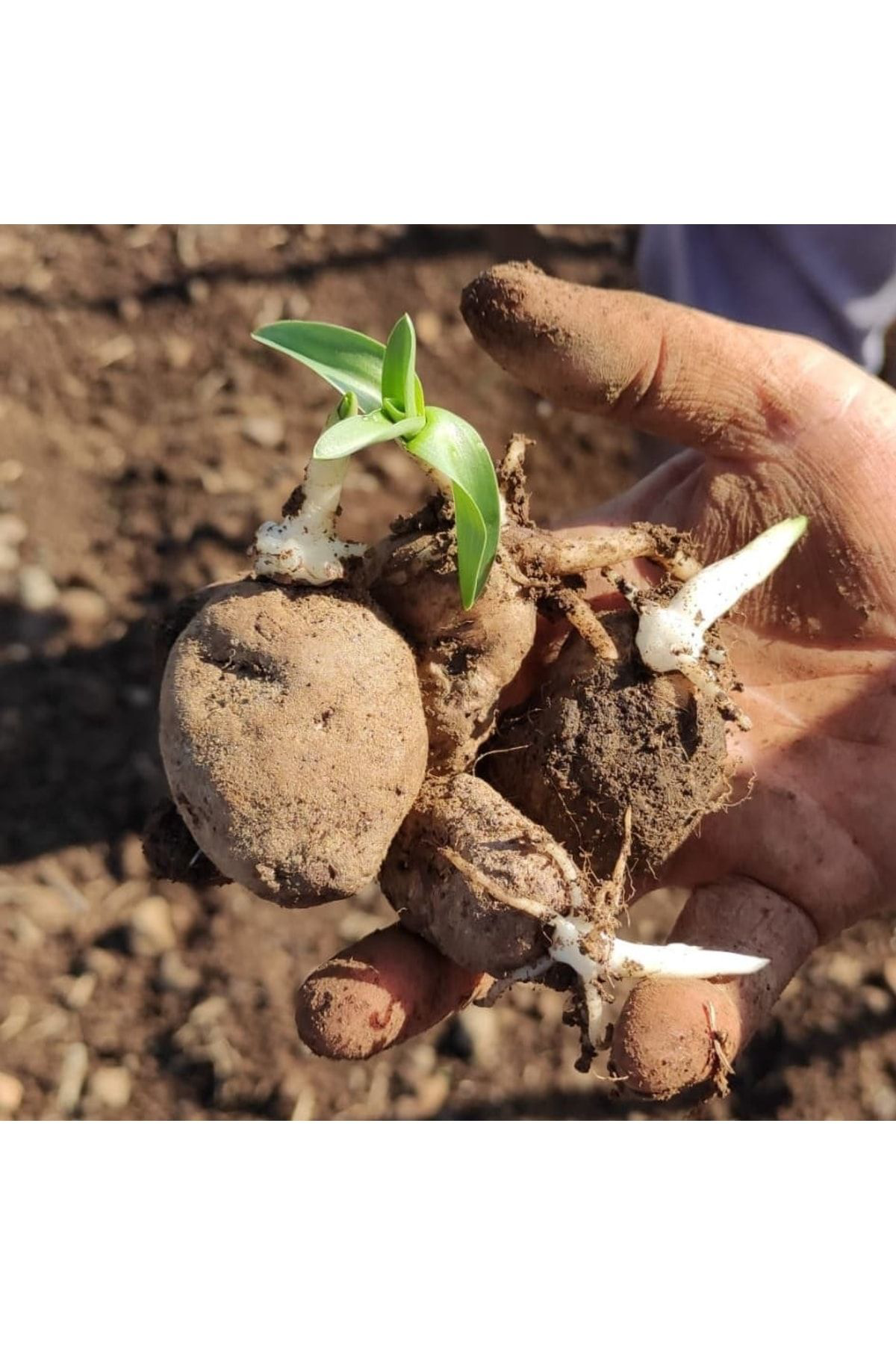 Lider Salep Doğal Salep Fidesi (50 Adet)