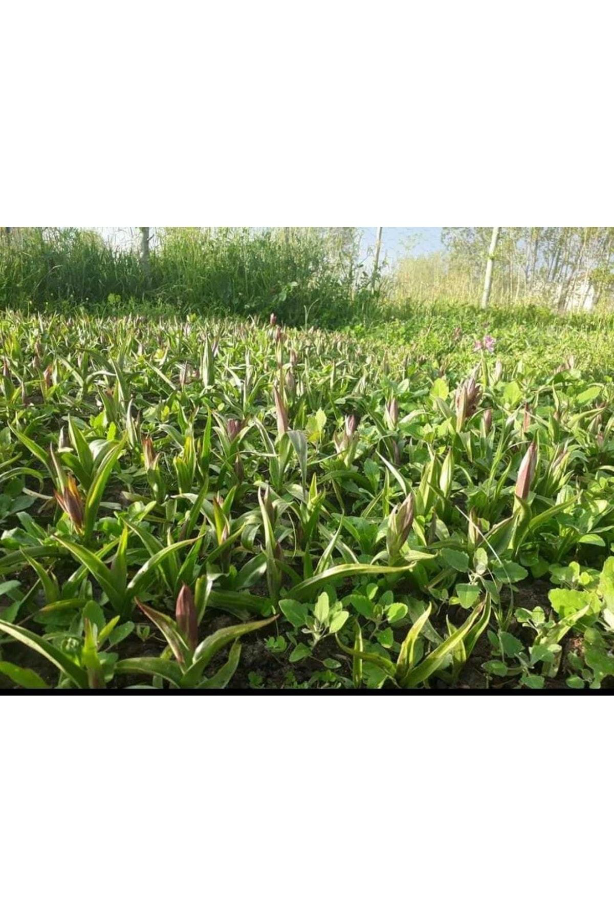 Doruk Fidancilik Doğal Salep Fidesi (25 Adet) 25 Adet