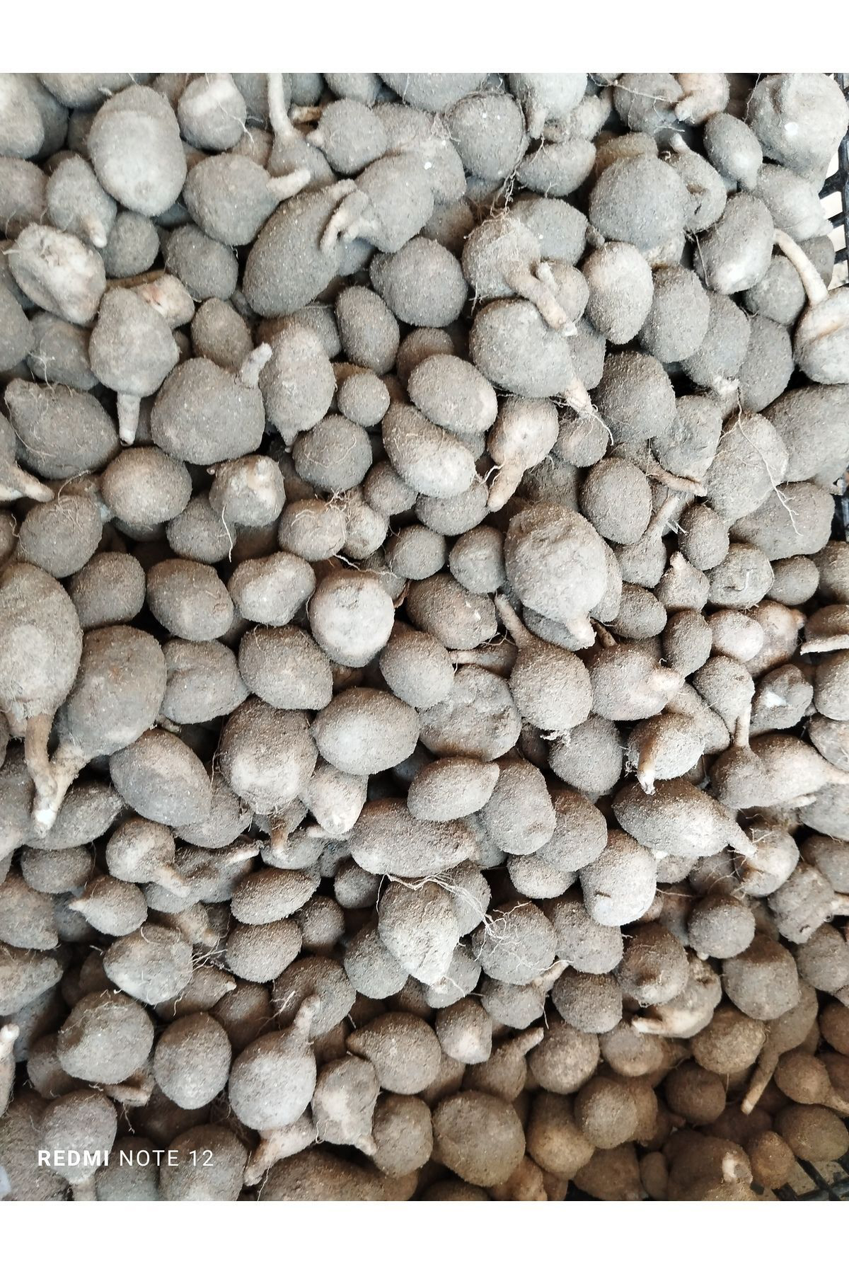Hinzir Doğal Salep Yumrusu (50 Adet) Orchs Sancta Bu Ürün Yumru Olarak G