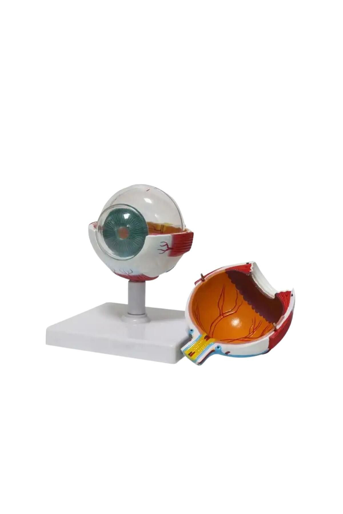 Maxi Göz Maketi Model 50