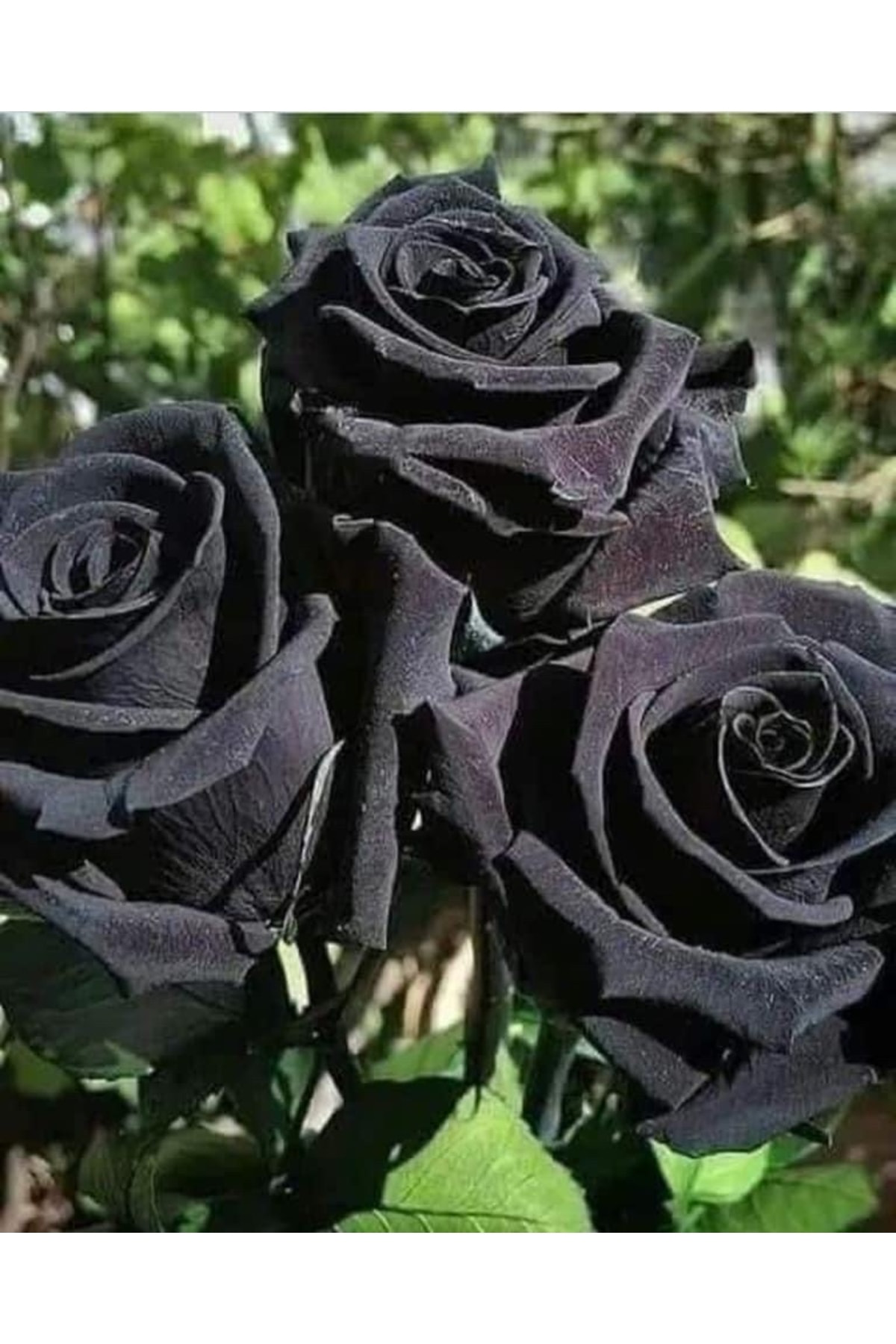 Tropikal Peysaj Halfeti Siyah Ve Dünyadaki Tek Yeşil Gül...Şans Gülü... 🍀
