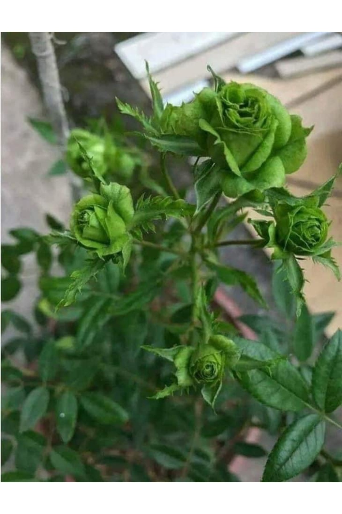 Tropikal Peysaj Halfeti Siyah Ve Dünyadaki Tek Yeşil Gül...Şans Gülü... 🍀