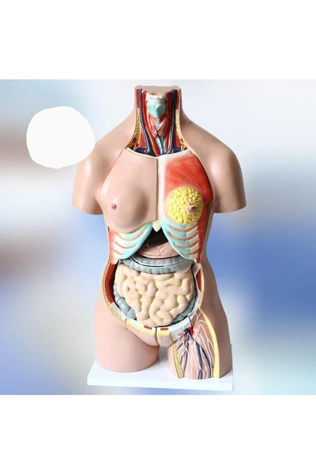Maxi İnsan İç Organ Genel Eğitim Maketi Model 36