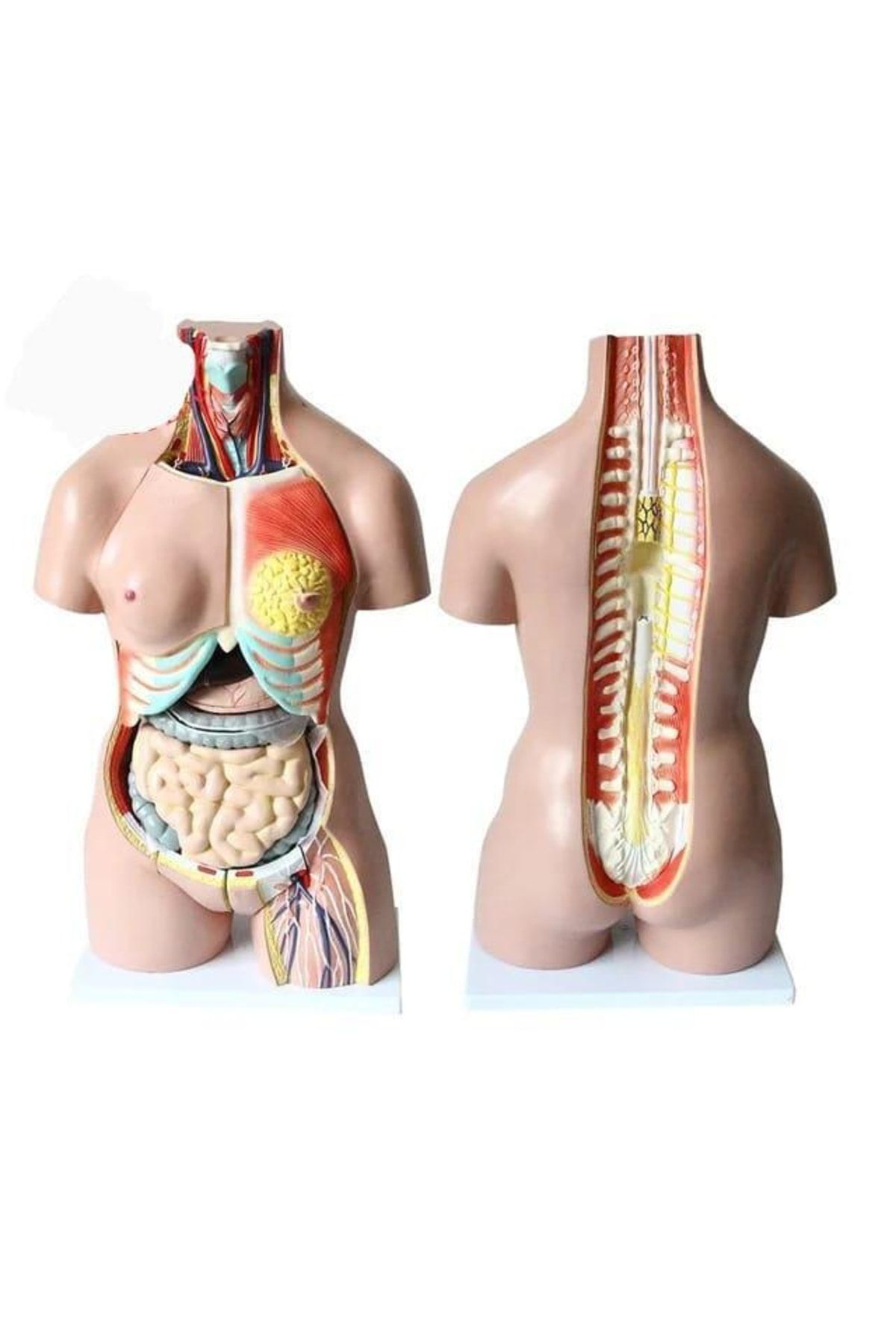 Maxi İnsan İç Organ Genel Eğitim Maketi Model 36