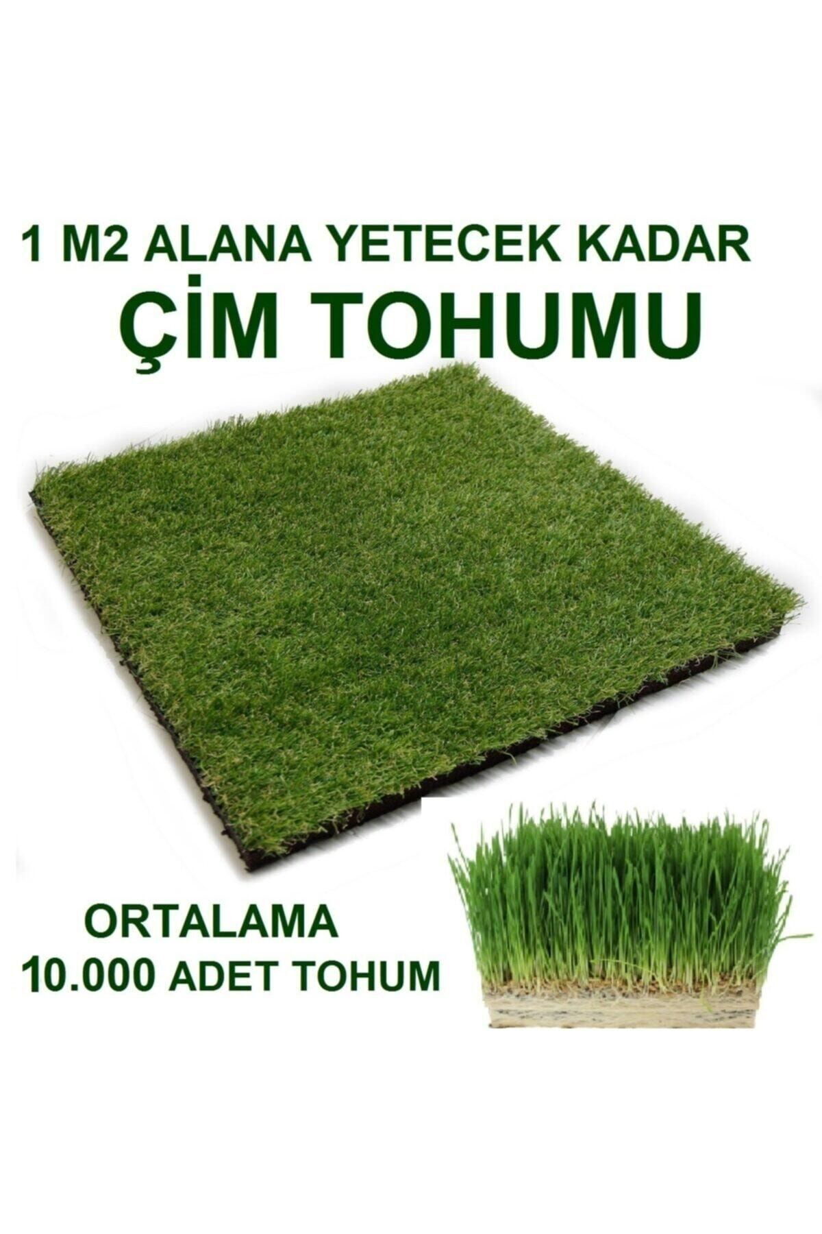 Tohumgübre Kedi Çimi Tohumu (Ortalama 10.000 Adet)