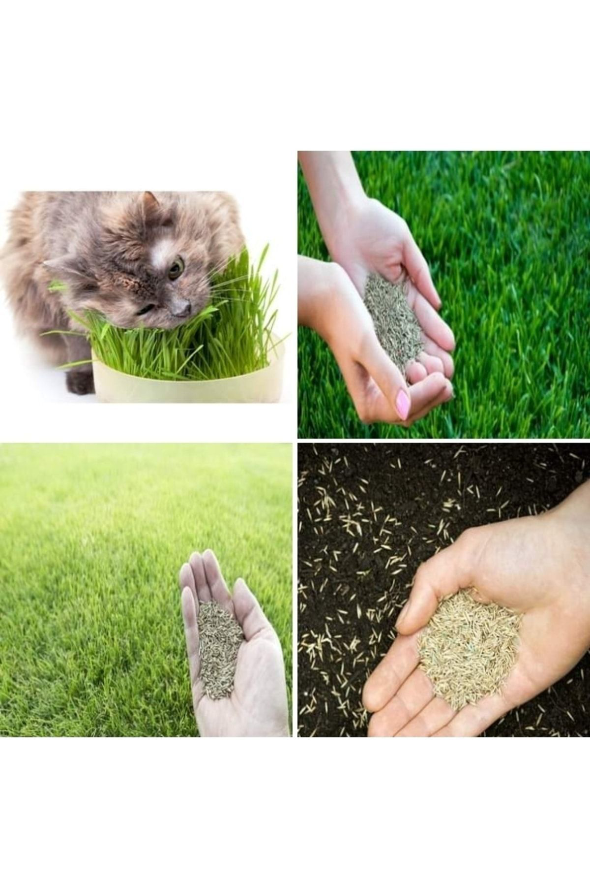 Tohumgübre Kedi Çimi Tohumu 1 M2 Alana Yetecek Kadar