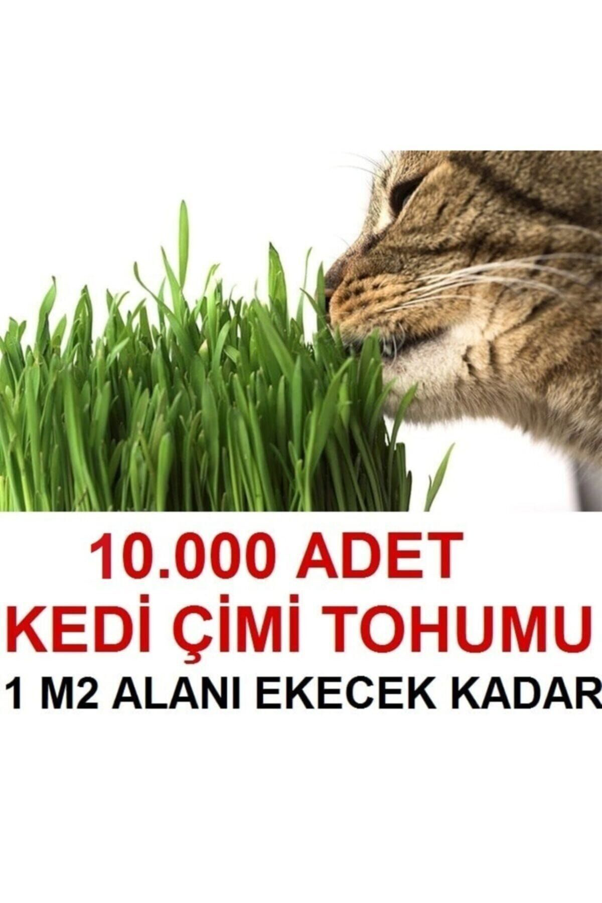 Tohumgübre Kedi Çimi Tohumu (Ortalama 10.000 Adet)