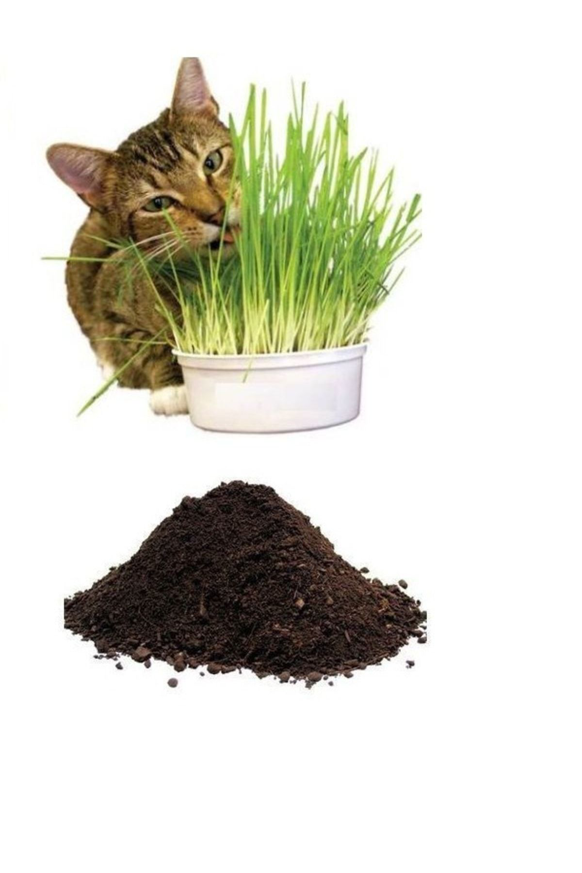 Tarimsal Ve Hayvansal Ürünler Kedi Çimi Tohumu (10.000 Adet Tohum) Ve Çim Ekim Topraği (10 Litr