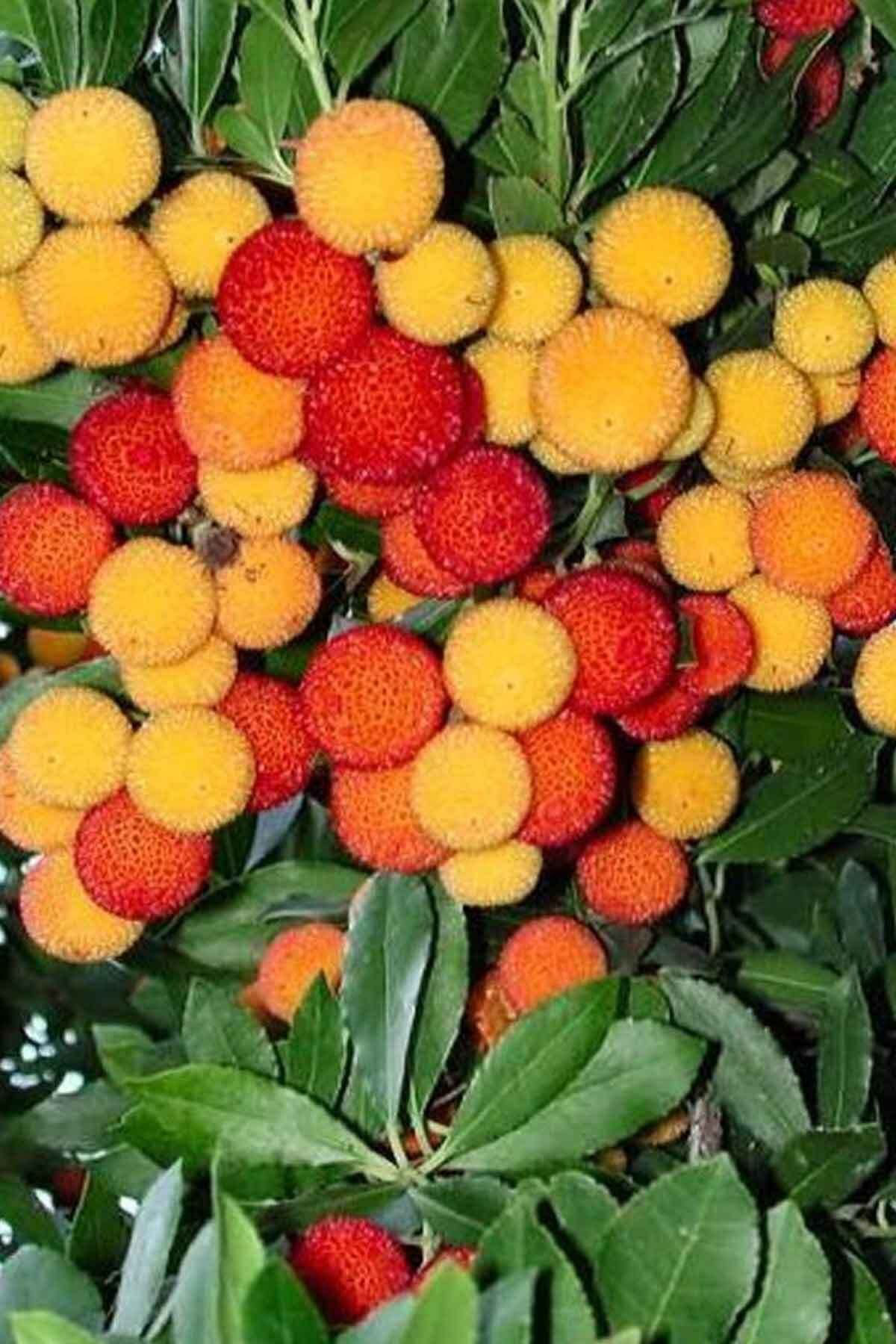 Köymarket Kocayemiş ( Dağ Çileği ) Fidani Saksili 20 - 30 Cm