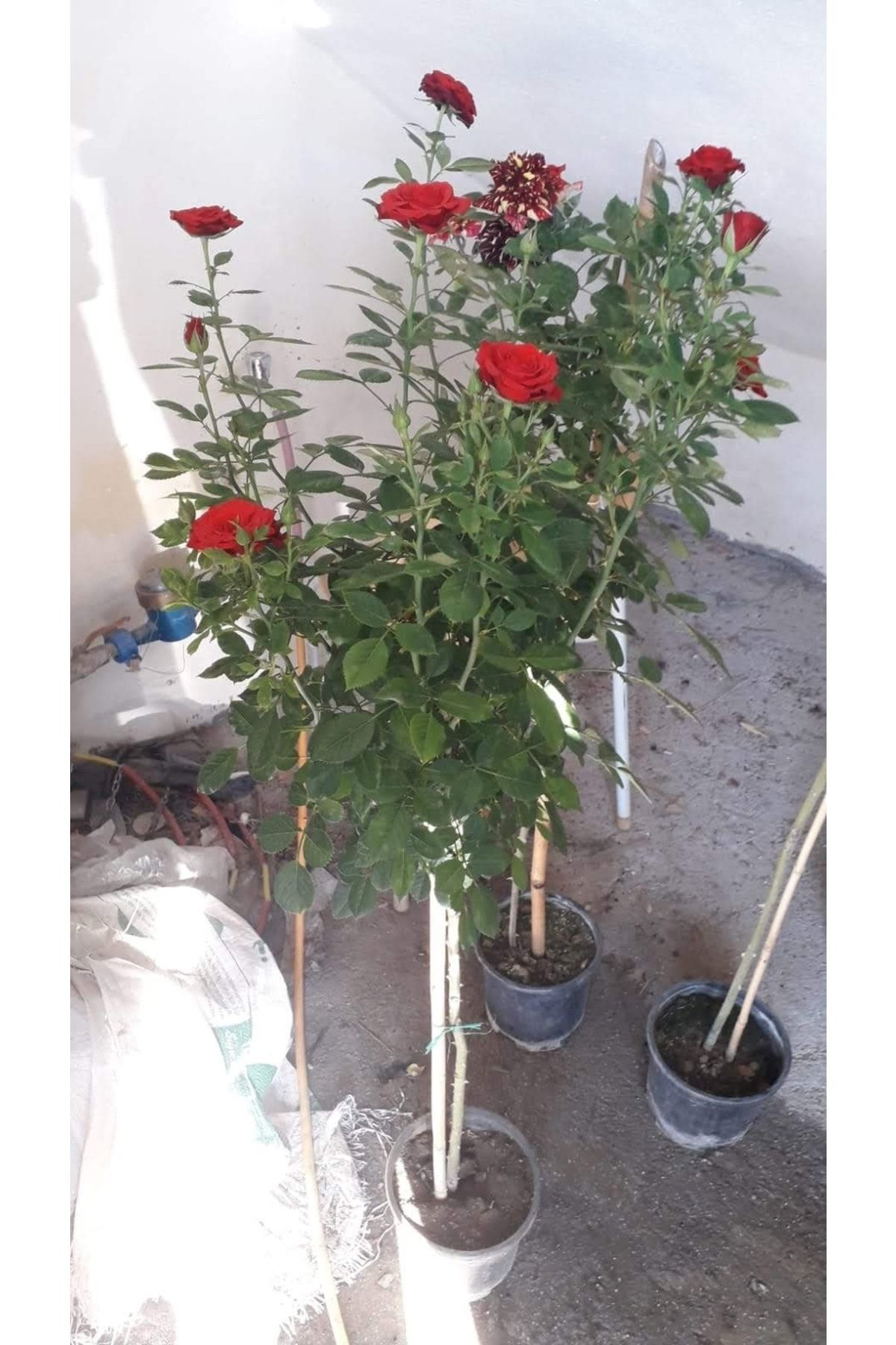 Tropikal Peysaj Koyu Kirmizi Baston Gülü 4 Yaşinda 80 150 Cm