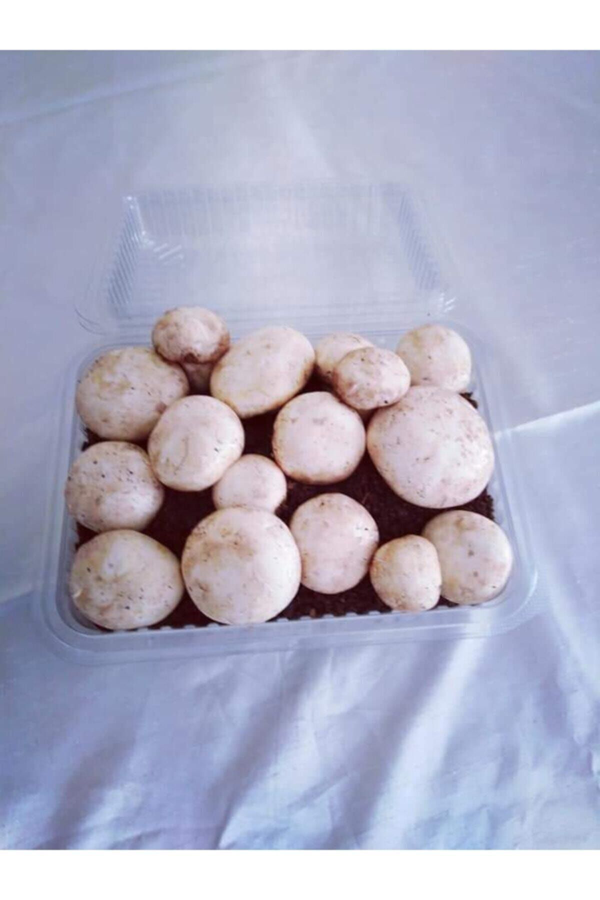 Tohumgübre Kültür Mantari Tohumu, Mantar Ekim Torfu İçinde Hazir Kit Ve Kila