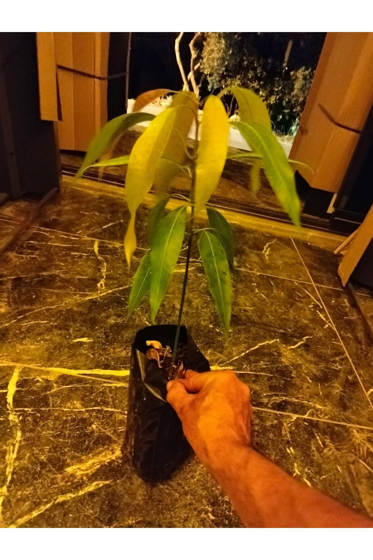 Zeysen Tropikal Mango Fidani ( Aşi Gerektirmez) 2 Yaş Yerli