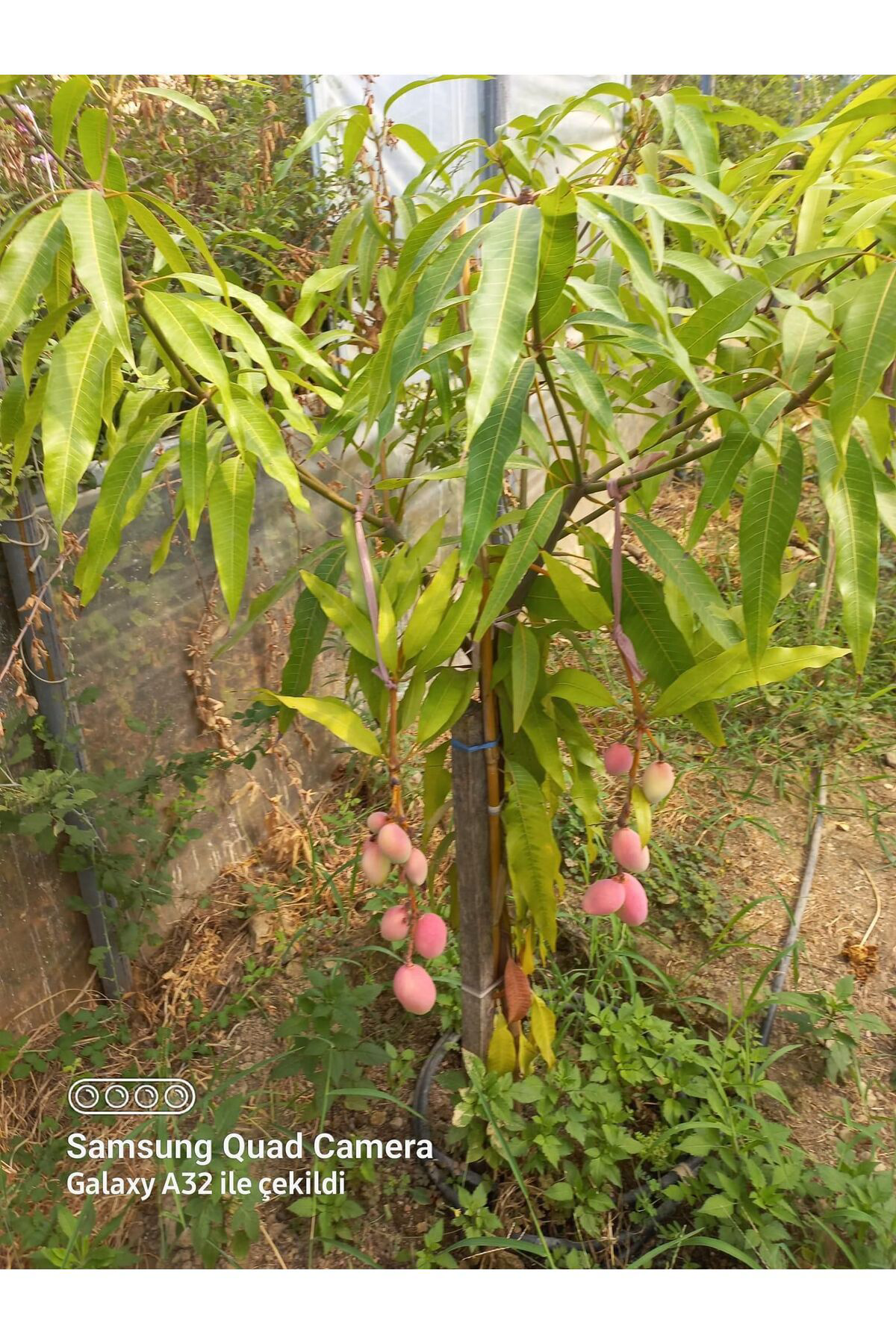 Zeysen Tropikal Mango Fidani ( Aşi Gerektirmez) 2 Yaş Yerli