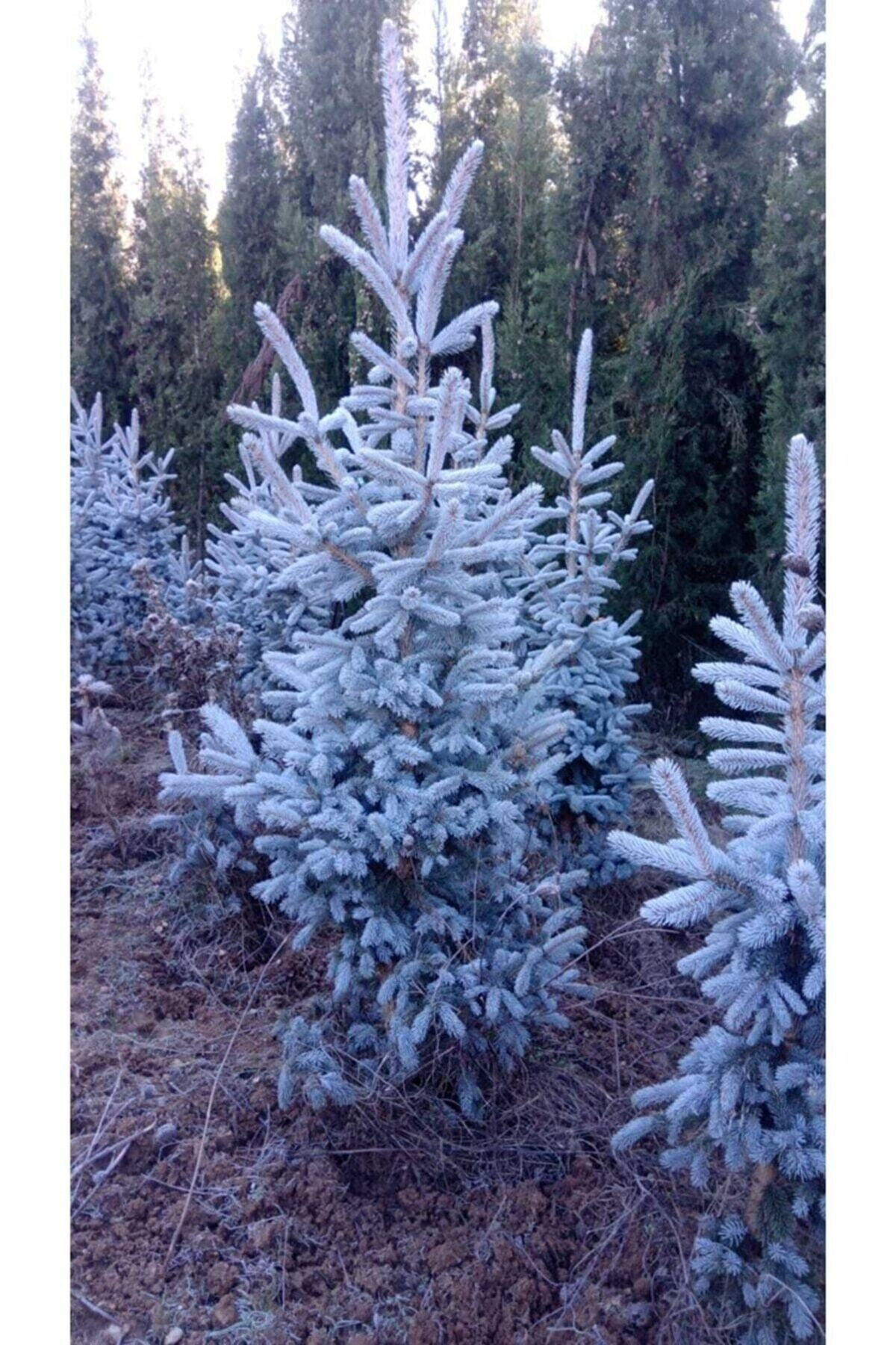 Alp Botanik Mavi Ladin Fidani - 40 Cm (Picea Pungens)