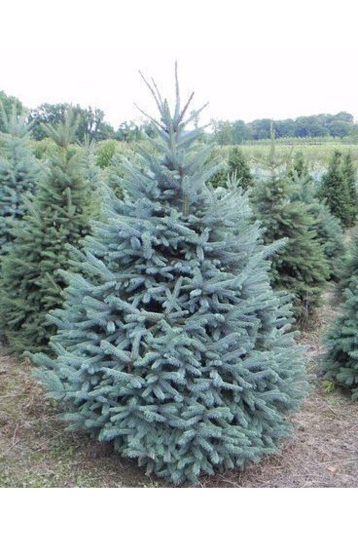 Alp Botanik Mavi Ladin Fidani - 40 Cm (Picea Pungens)