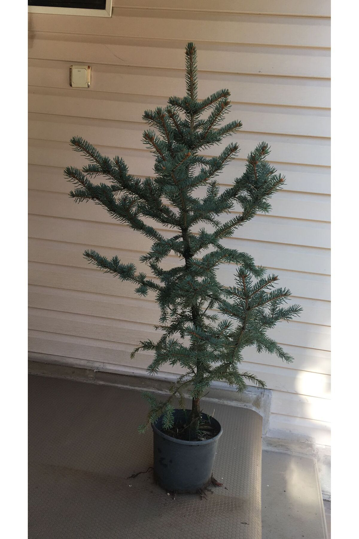 Zeysen Tropikal Mavi Ladin Tijli Aşili 100 Cm