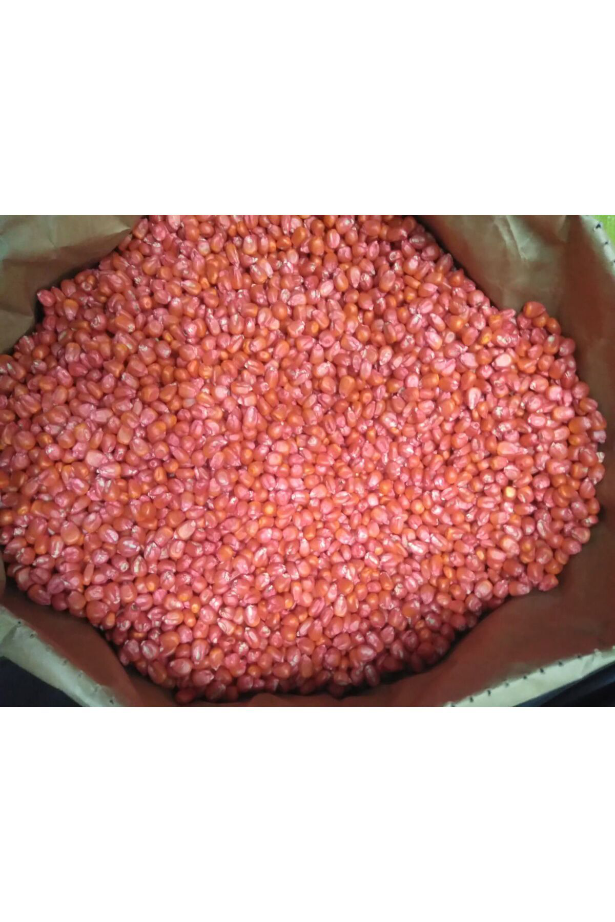 Cegel Ziraat Misir Tohumu Süt Misir 100 Gr Mas Yaklaşik 300 Adet