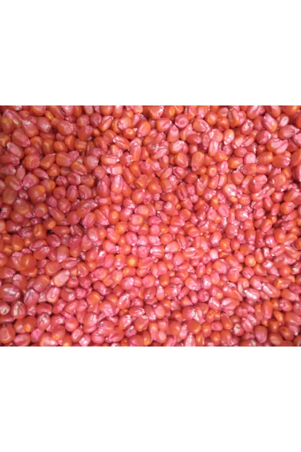 Cegel Ziraat Misir Tohumu Süt Misir 100 Gr Mas Yaklaşik 300 Adet