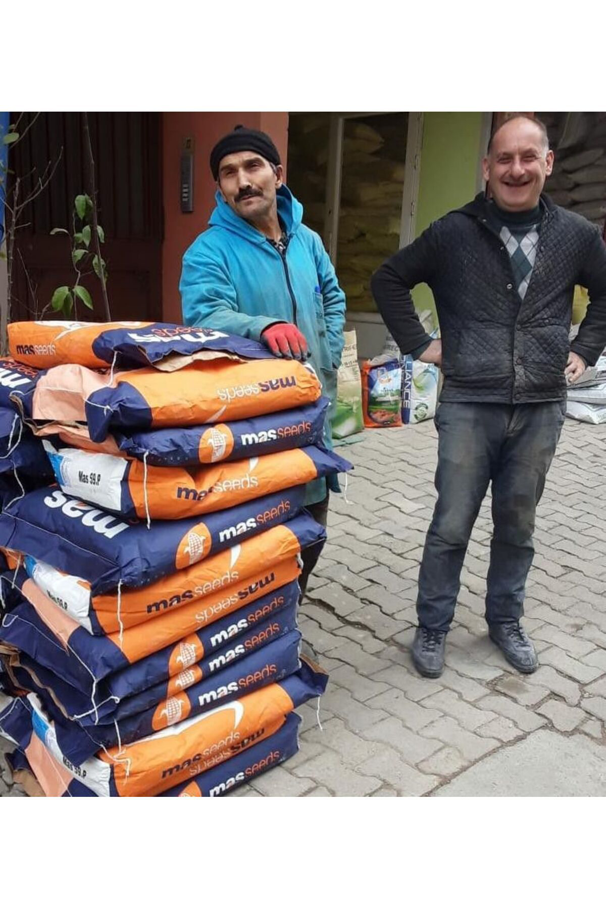 Cegel Ziraat Misir Tohumu Süt Misir 100 Gr Mas Yaklaşik 300 Adet