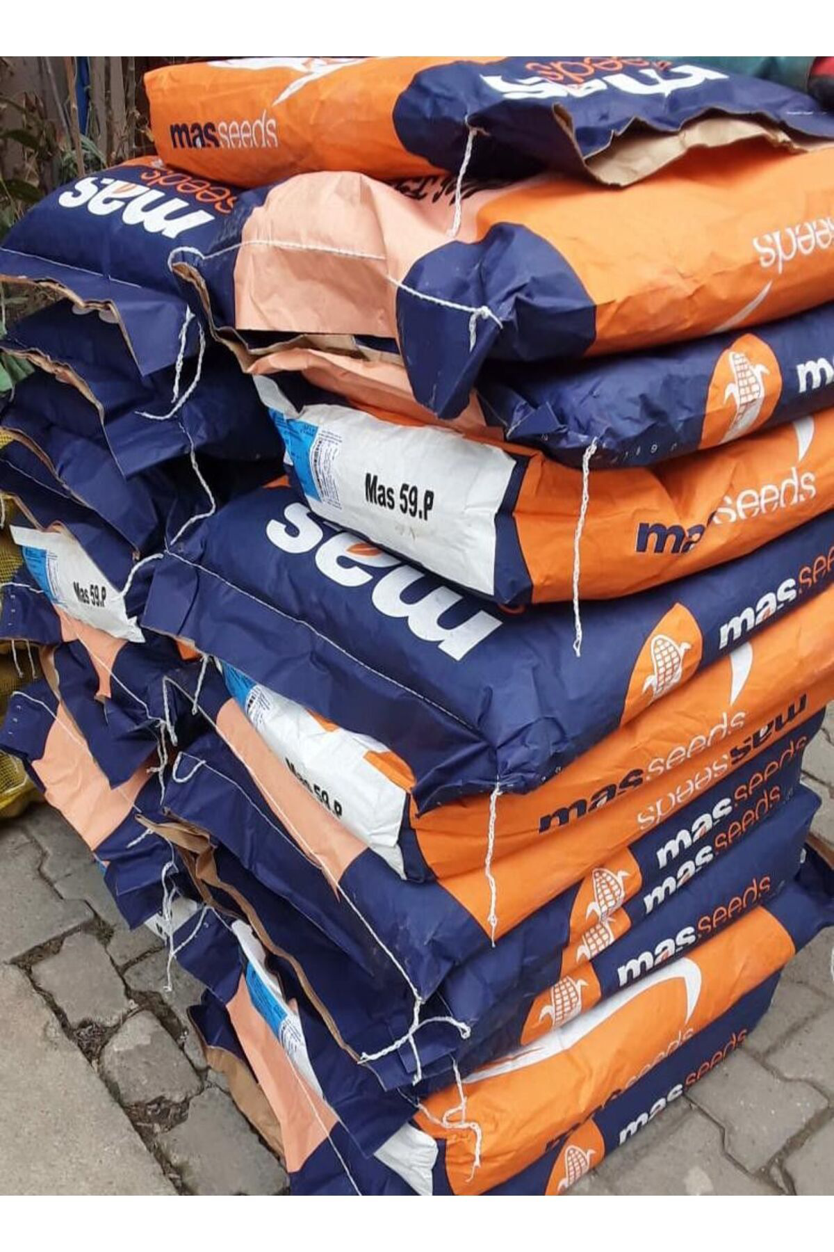 Cegel Ziraat Misir Tohumu Süt Misir 100 Gr Mas Yaklaşik 300 Adet