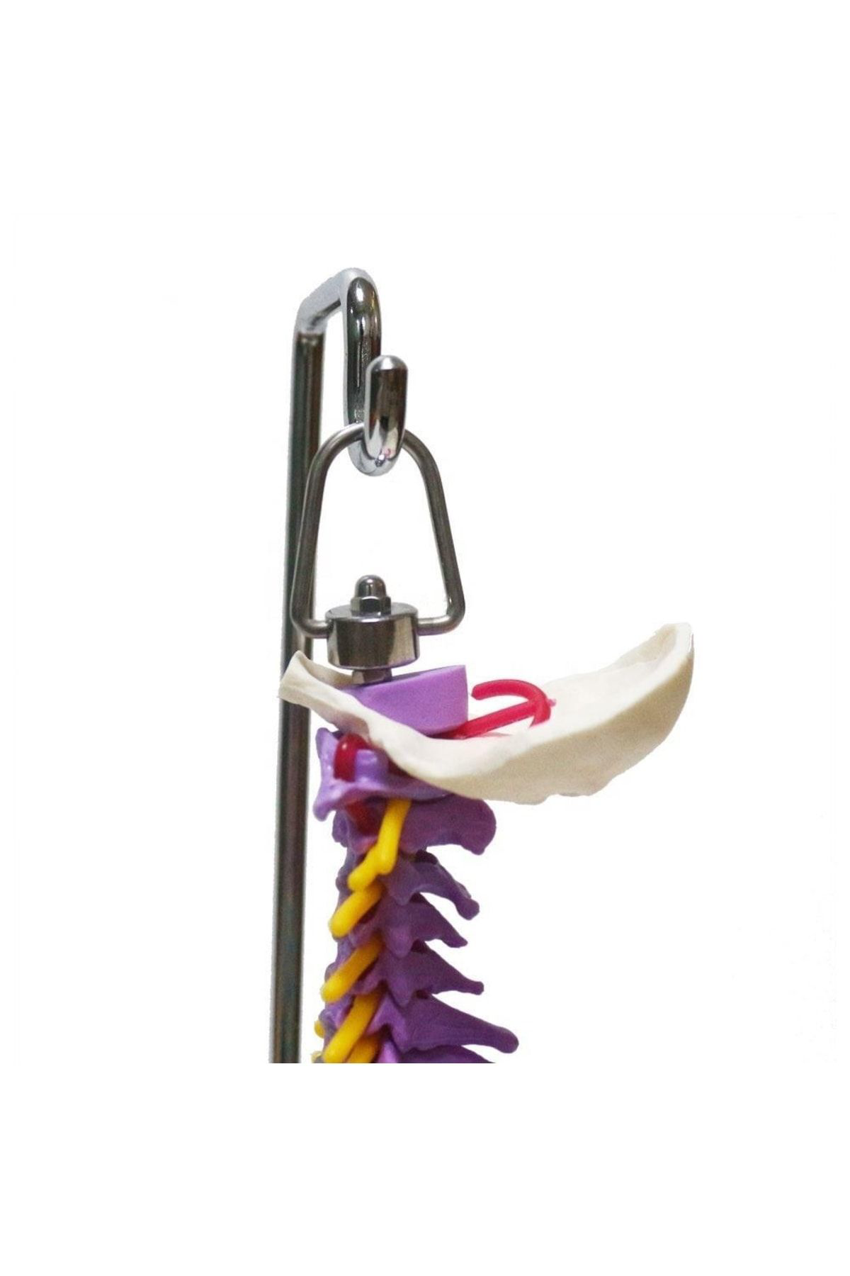 Maxi Omurga Maketi 45 Cm Model 14