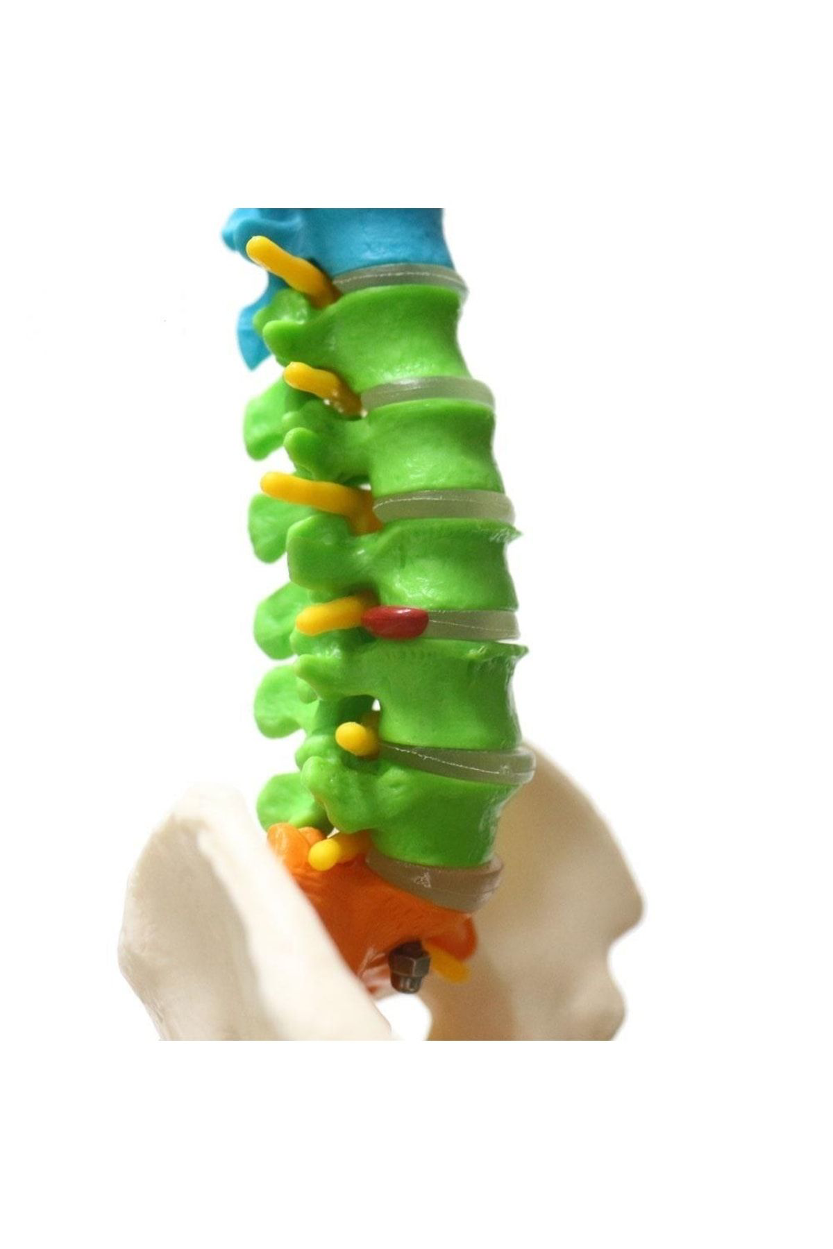 Maxi Omurga Maketi 45 Cm Model 14