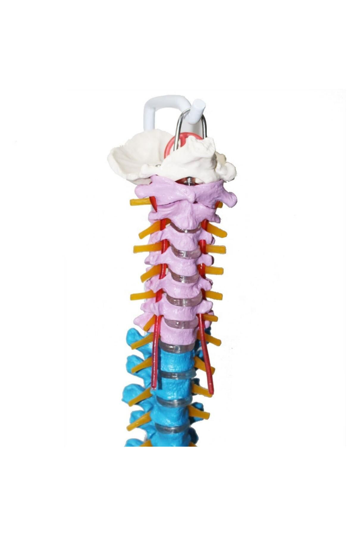 Maxi Omurga Maketi 85 Cm Model 19