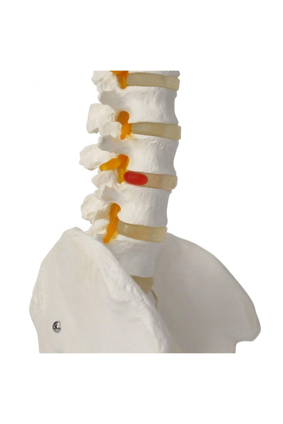 Maxi Omurga Maketi 85 Cm Model 15