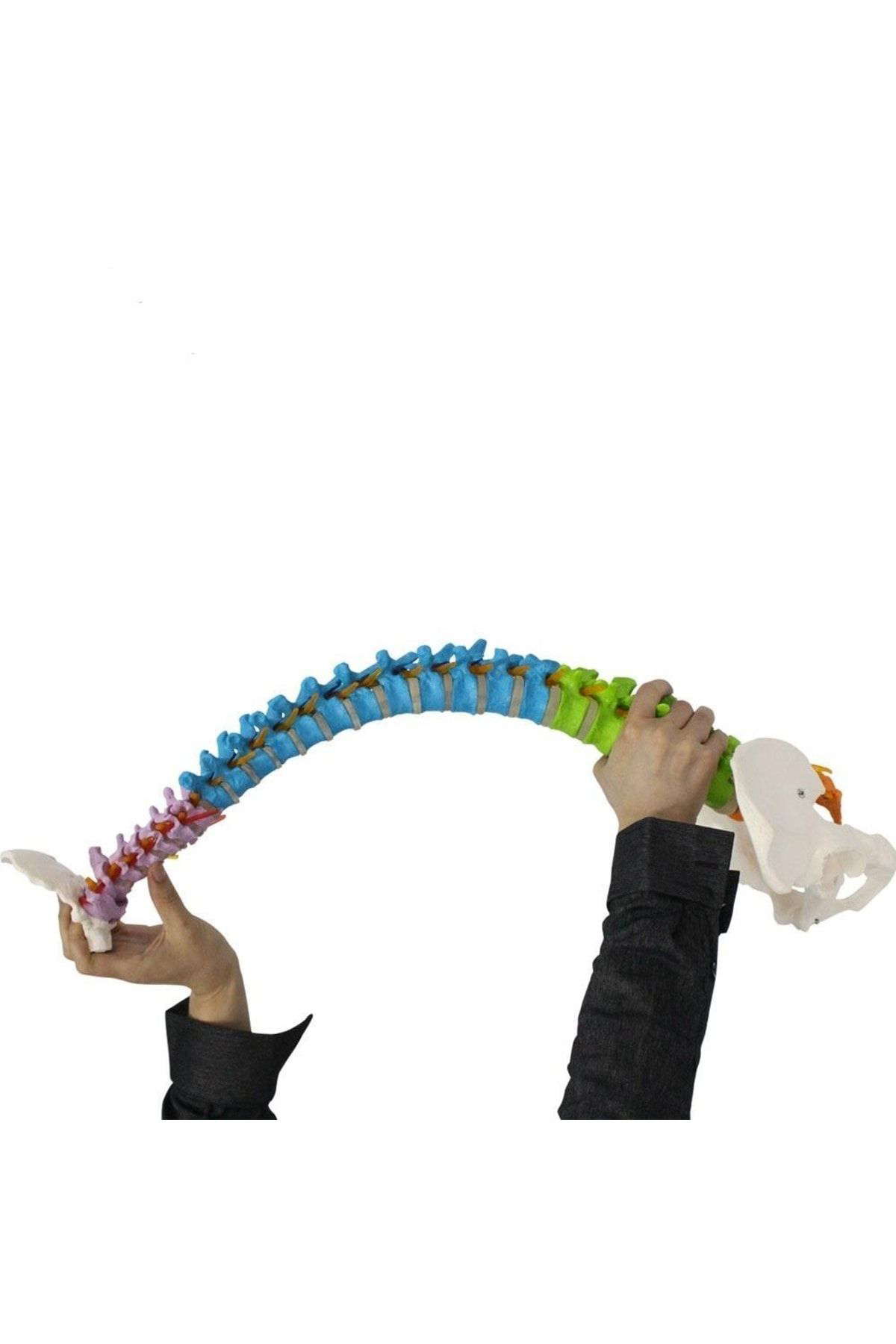 Maxi Omurga Maketi 85 Cm Model 18