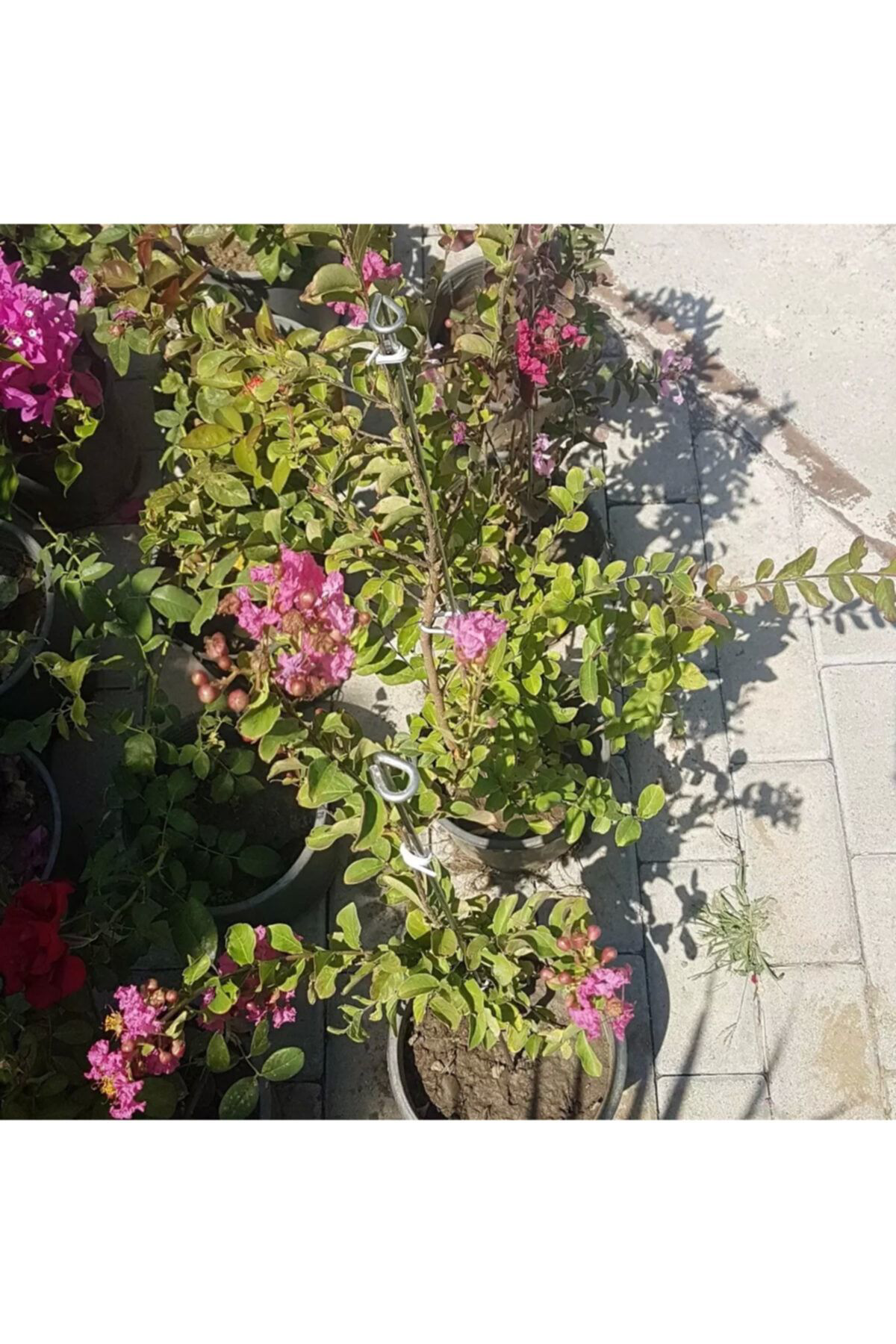 Nemisia Oya Ağaci Fidesi