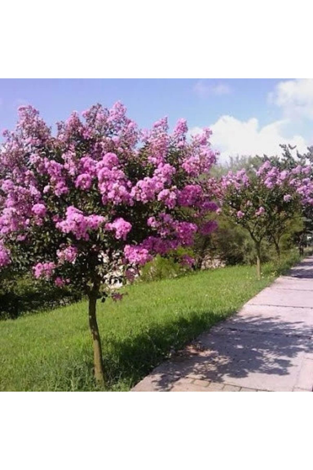 Nemisia Oya Ağaci Fidesi