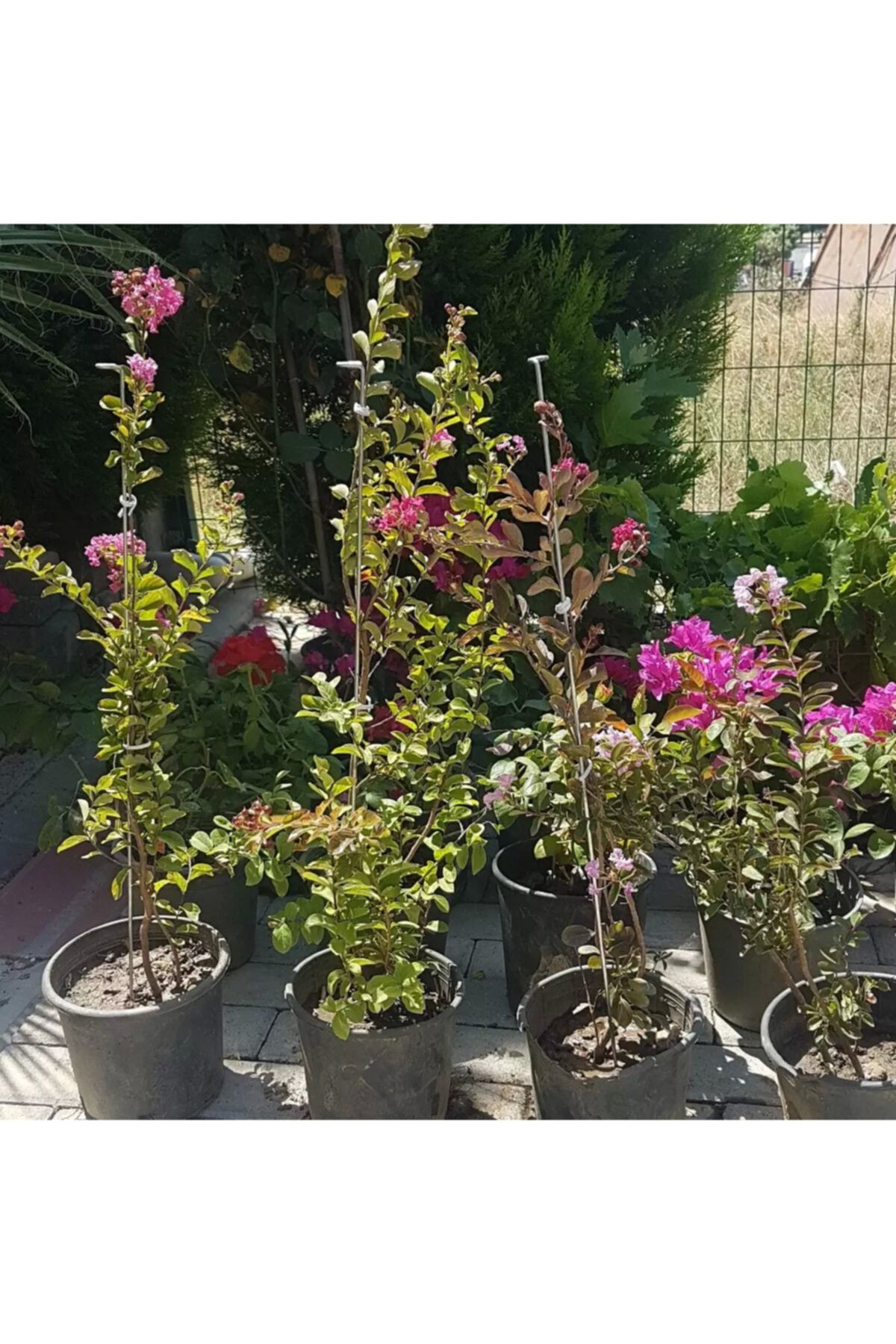 Nemisia Oya Ağaci Fidesi