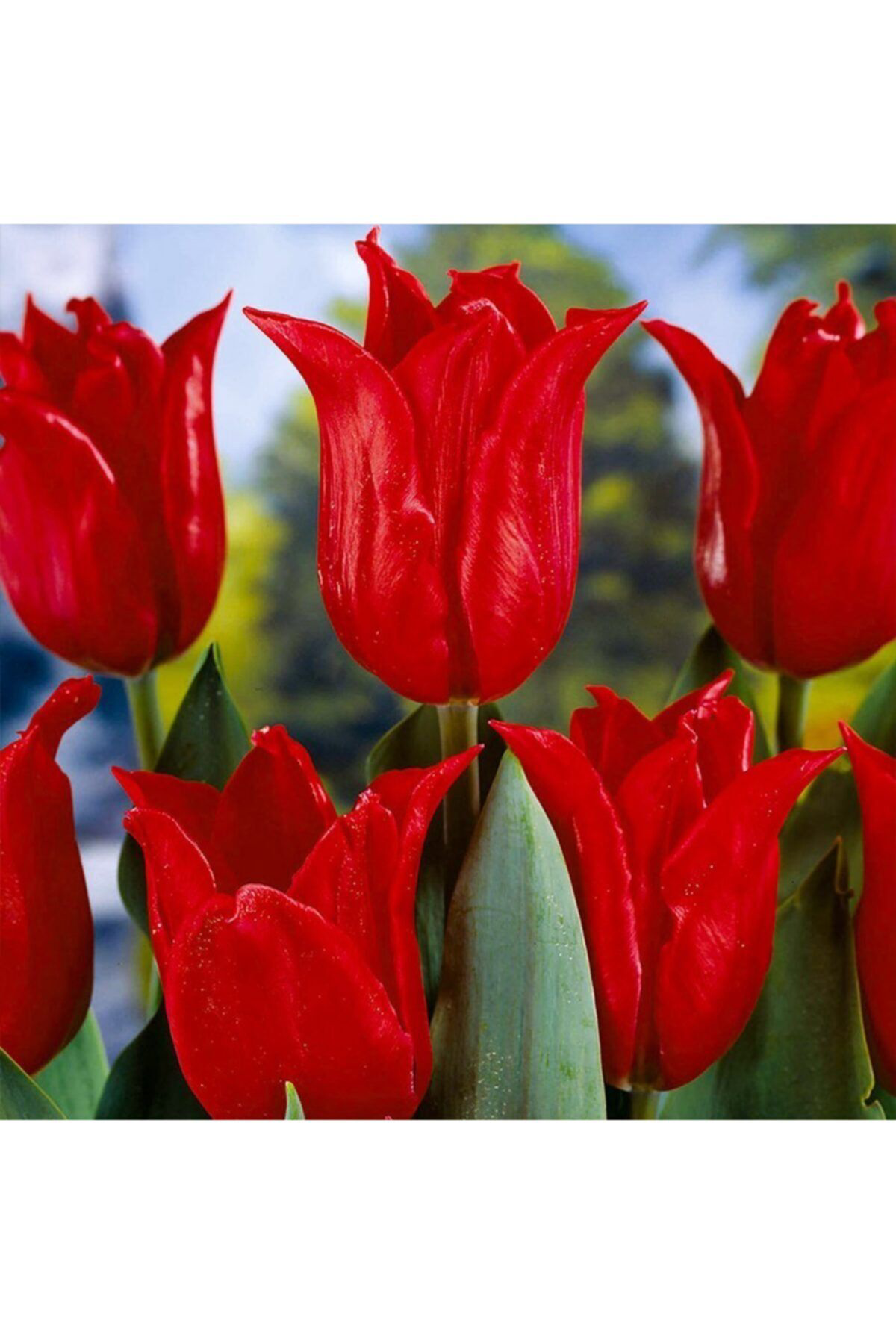 Floramut Pretty Women Kirmizi Sivri Uçlu Lale Soğani-5 Adet