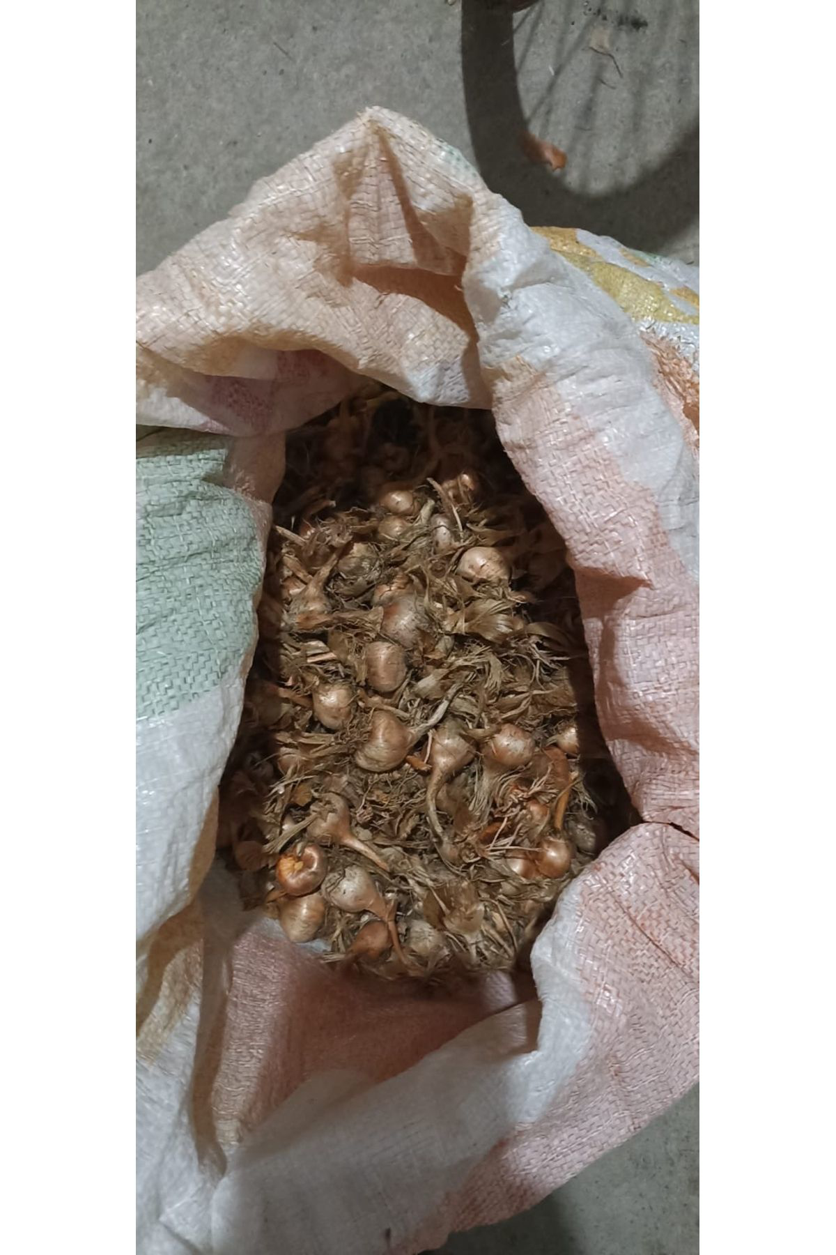 Erva Peysaj Safran Soğani 1 Kg Yeni Hasat Safran Bolu