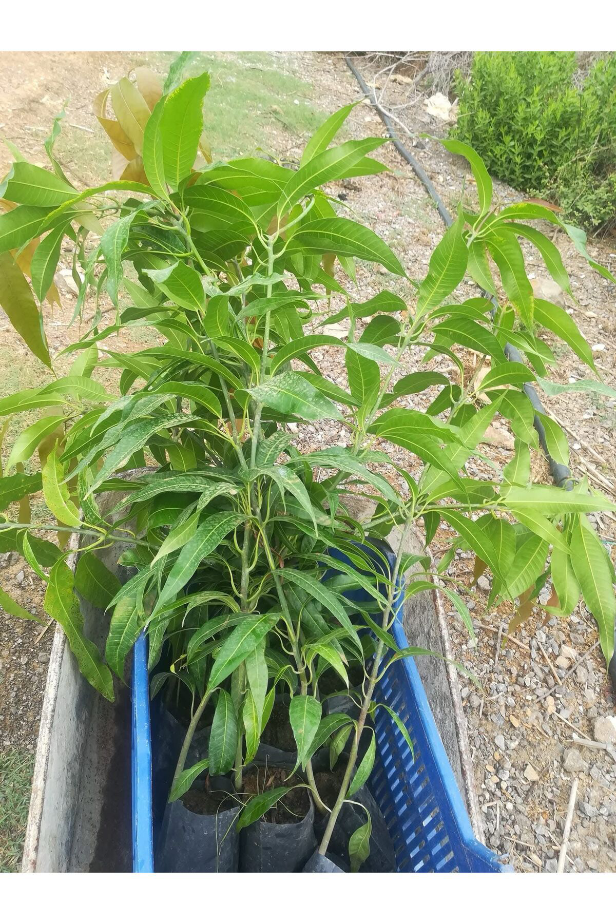 Erva Peysaj Saksida Yetişebilen Mango Fidani 50 60 Cm