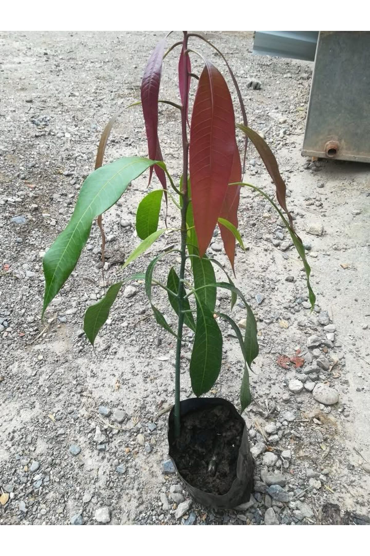 Erva Peysaj Saksida Yetişebilen Mango Fidani 50 60 Cm