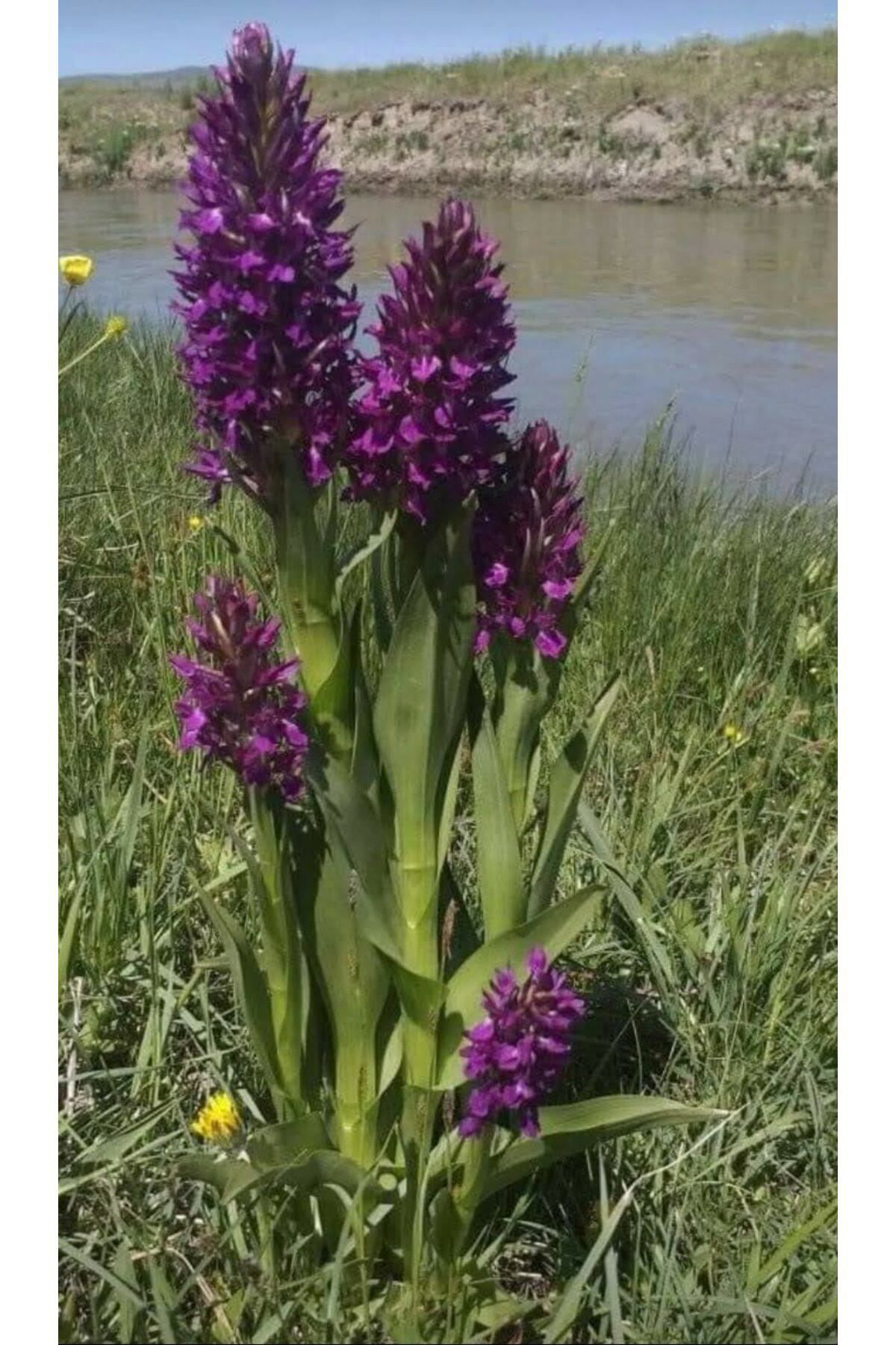Zeysen Tropikal Salep Fidesi 10 Adet Orkide Orchis Serapias Şalep Sahlep