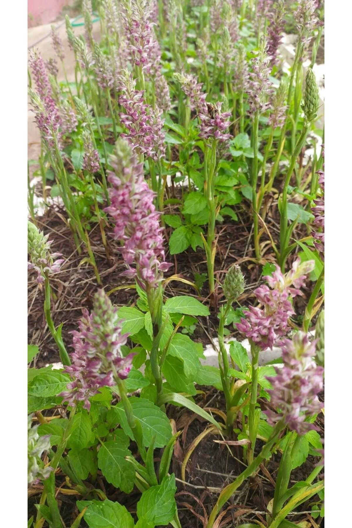 Erva Peysaj Salep Fidesi 20 Adet Orchis Caripora