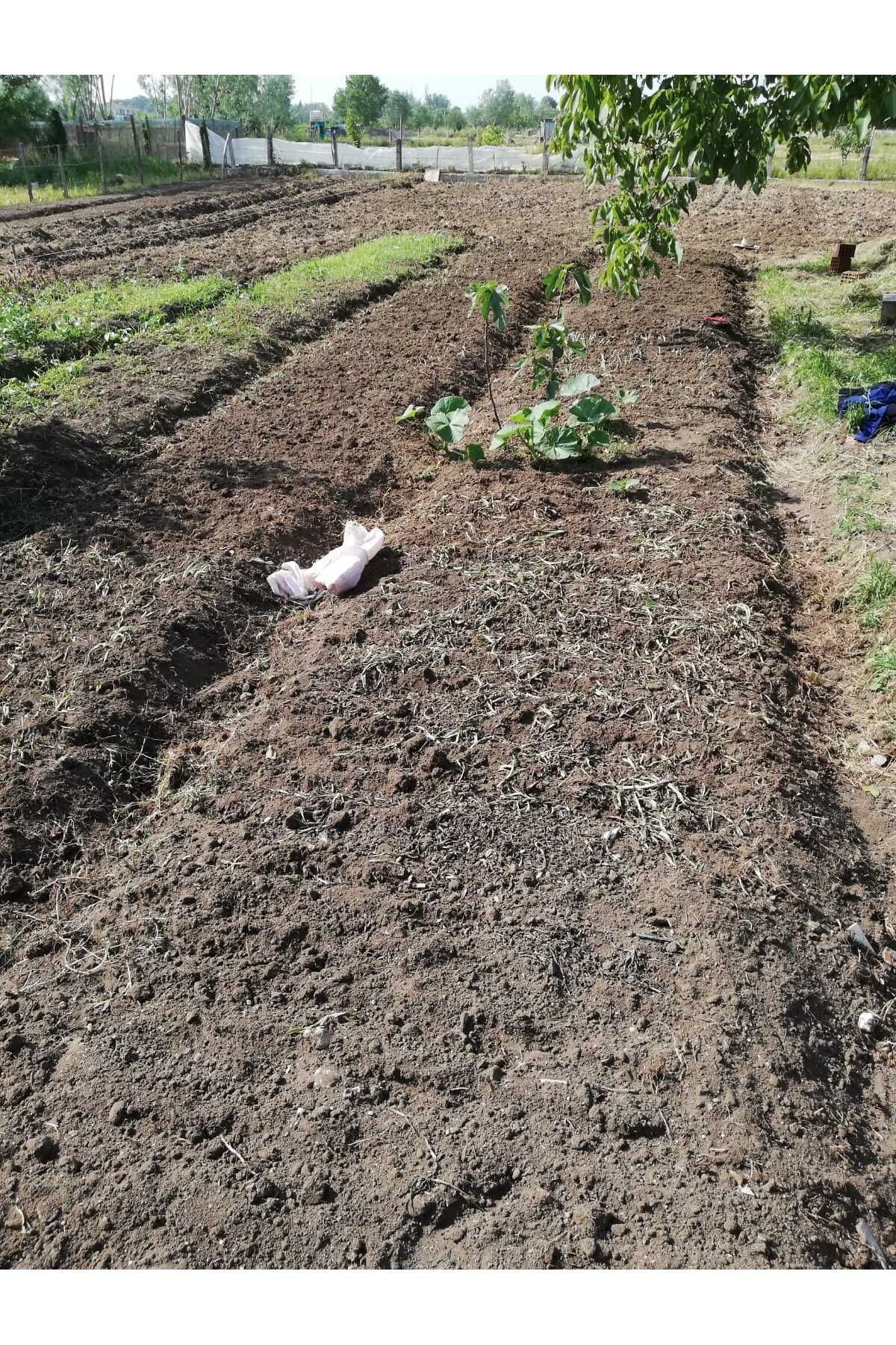 Uğur Yildirim Salep Fidesi, Tohumu, Yikanmamiş, Dikime Hazir (100 Adet)