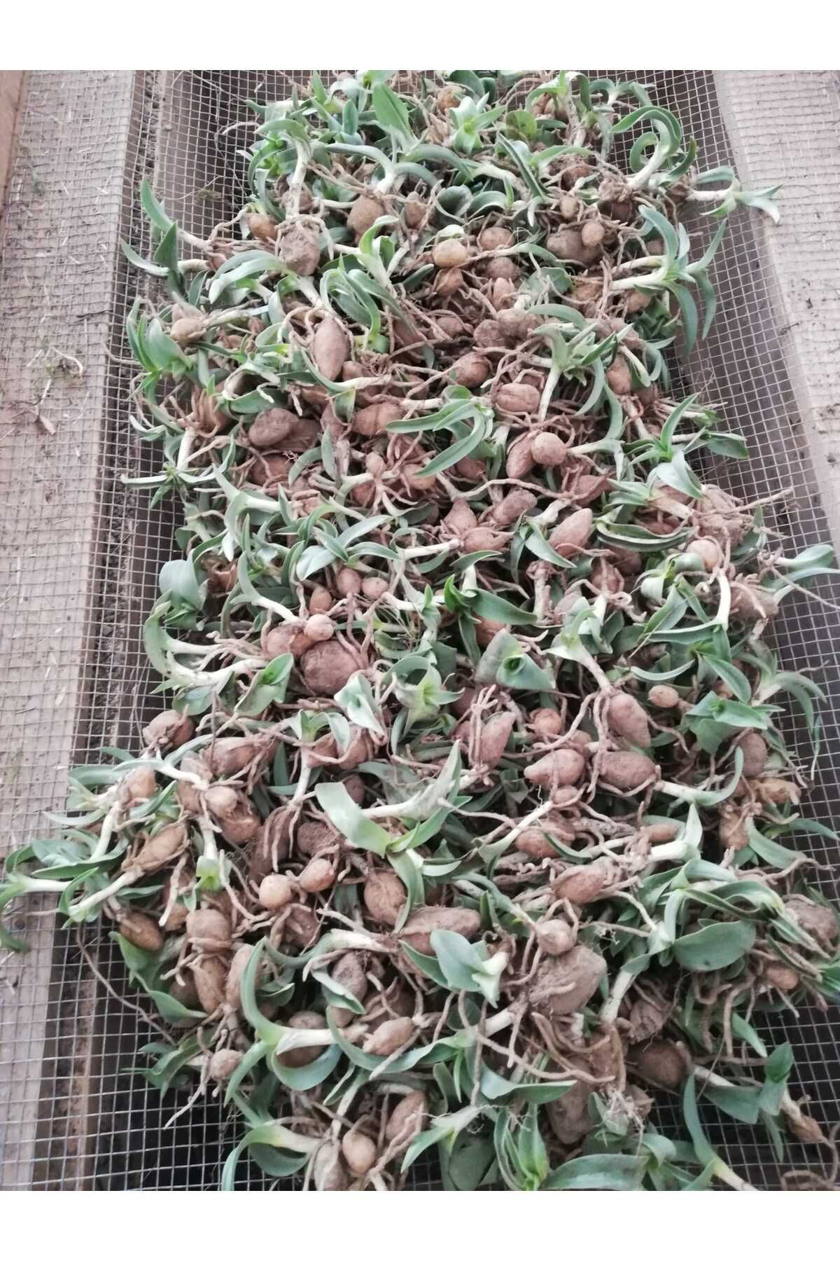 Uğur Yildirim Salep Fidesi, Tohumu, Yikanmamiş, Dikime Hazir (100 Adet)