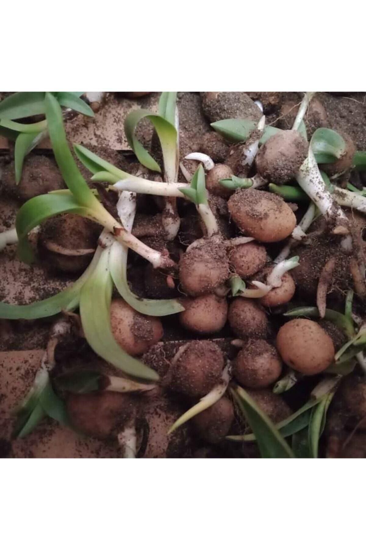 Yeşilçam Fidancilik Salep Fidesi(50 Adet)