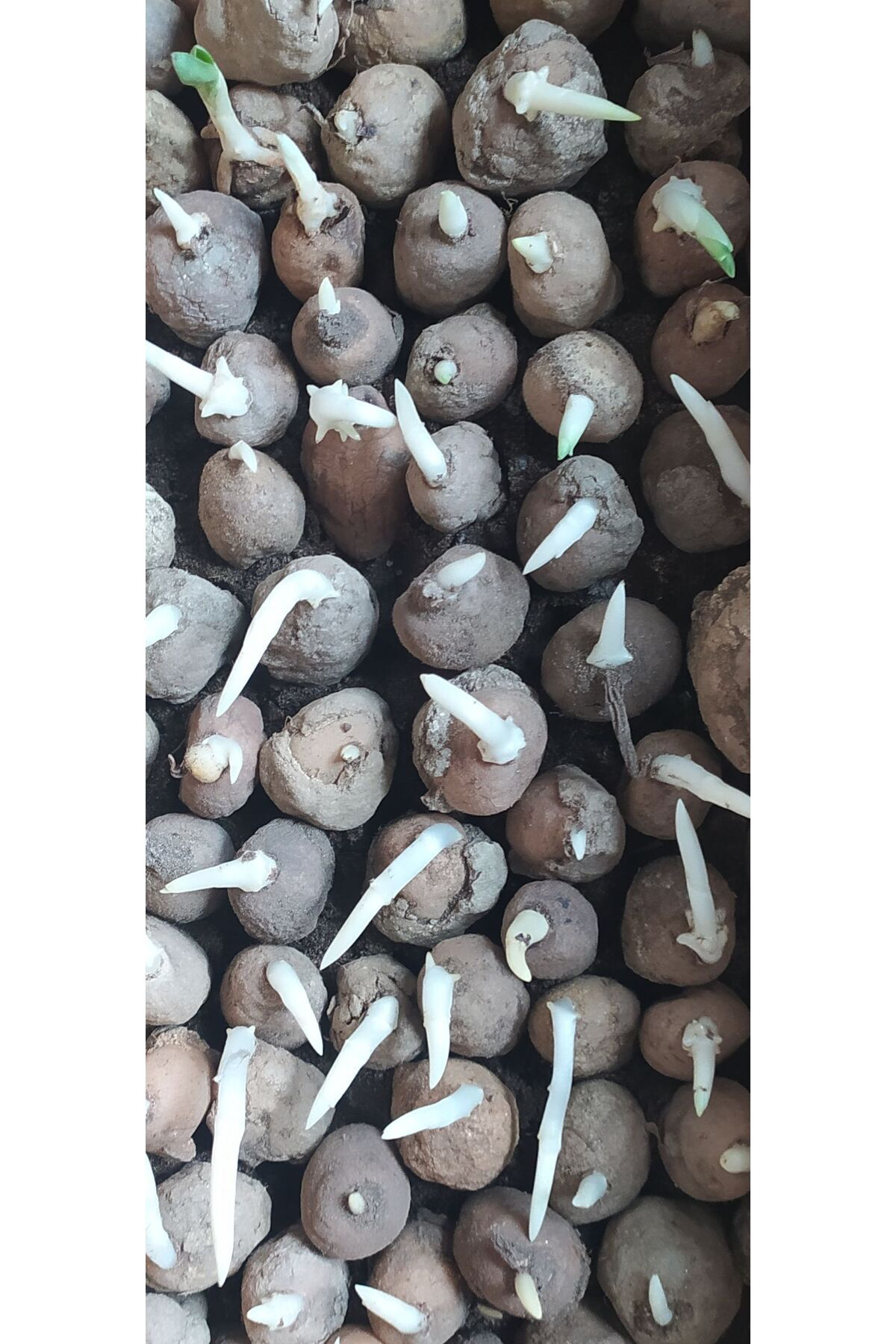 Hinzir Salep Yumrusu 15 Adet