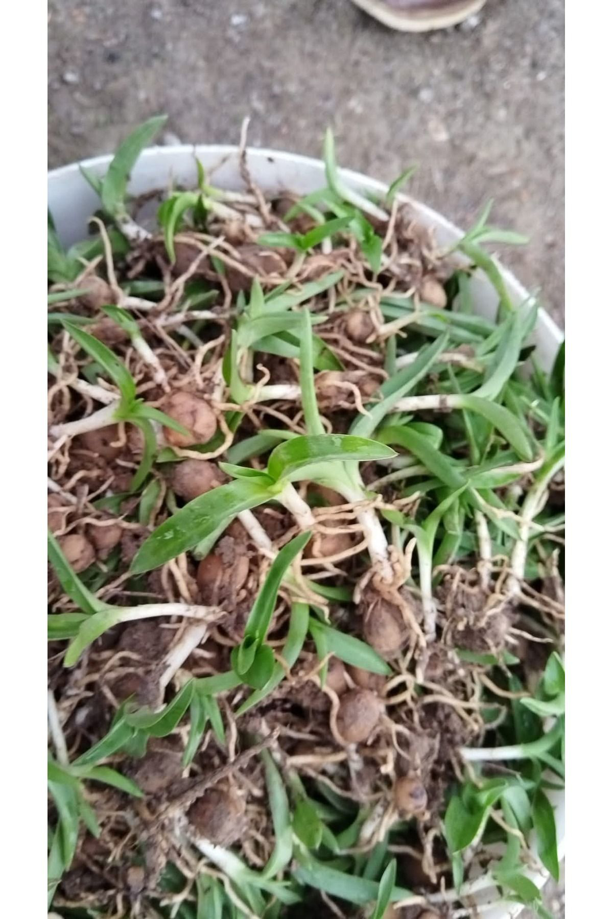 Lider Salep 🌱 Serapias Salep Fidesi | 100 Adet | Yüksek Verimli Salep Fidani