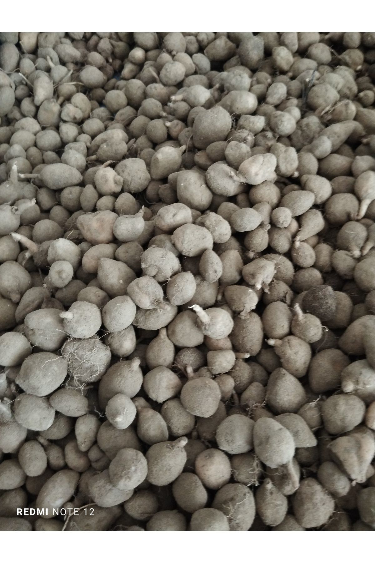 Hinzir Serapiyes Fidesi 350 Adet